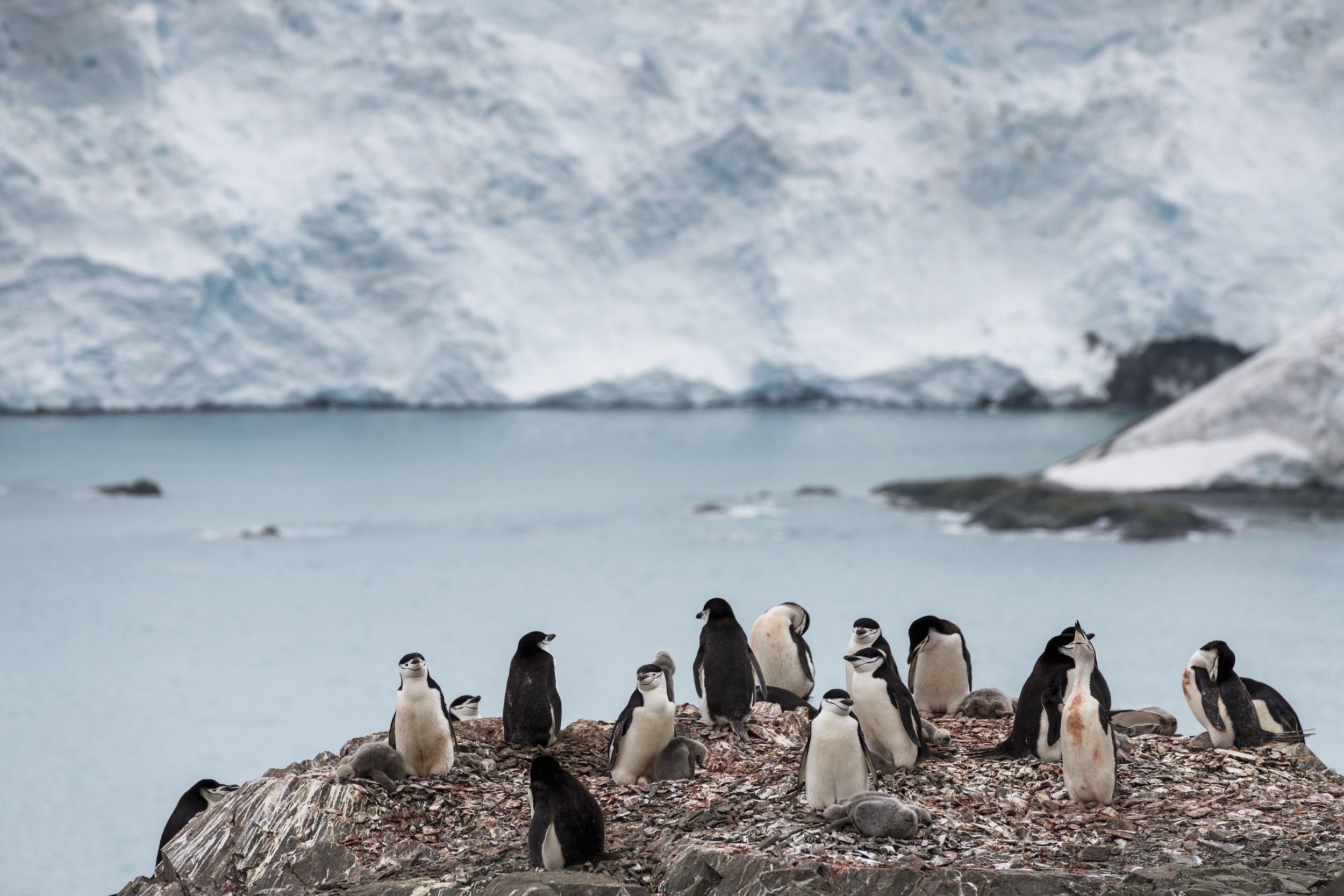 L'Antàrtida supera per primer cop els 20 graus de temperatura