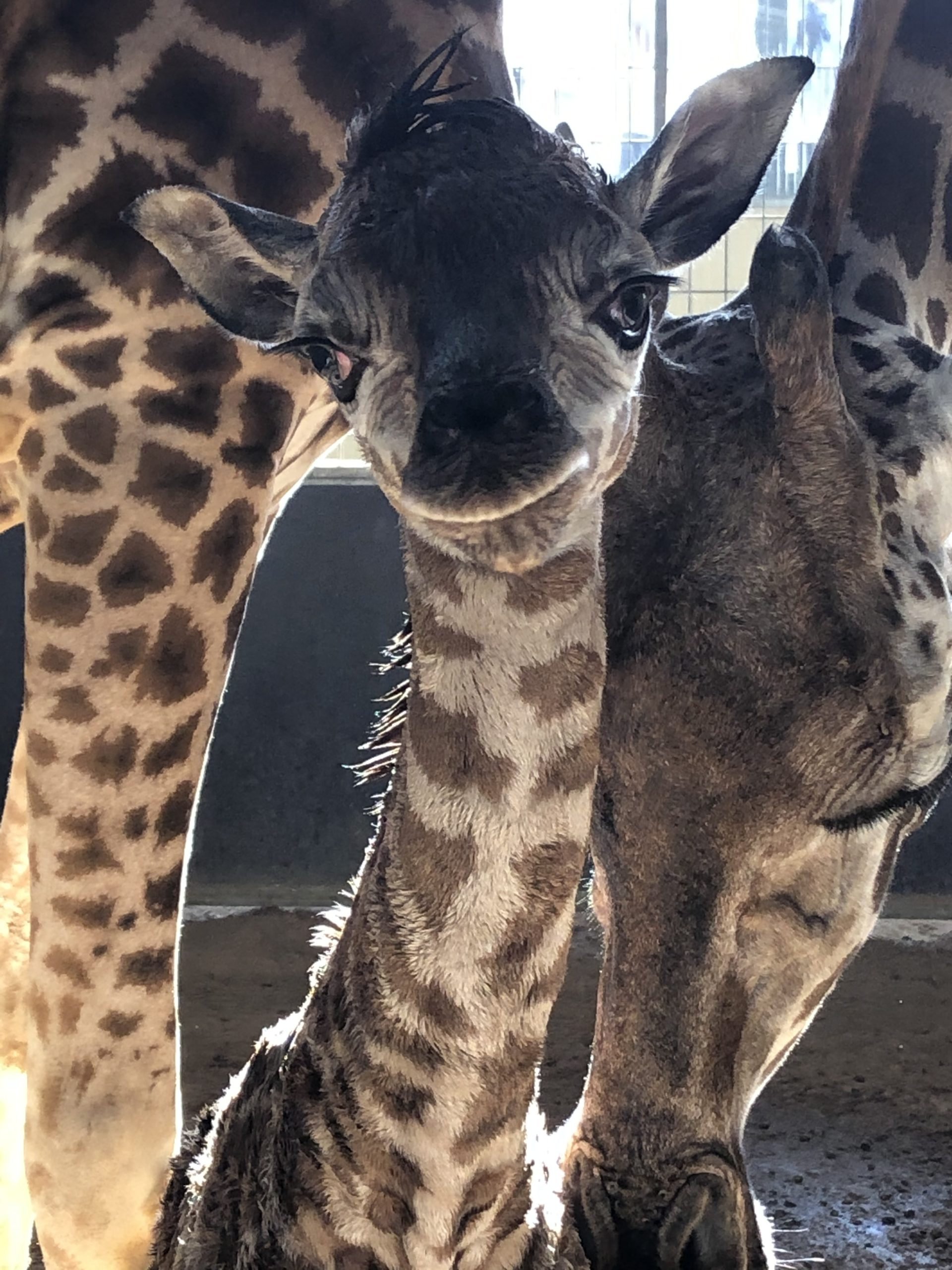 VÍDEO | Neix una cria de girafa al Zoo de Barcelona