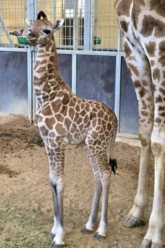 girafa zoo barcelona ajbcn 2