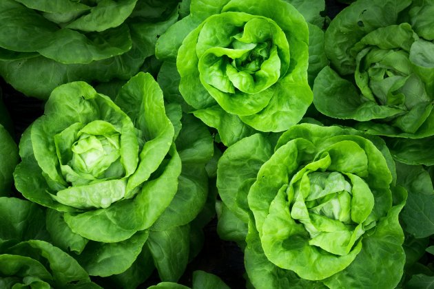 lechuga unsplash