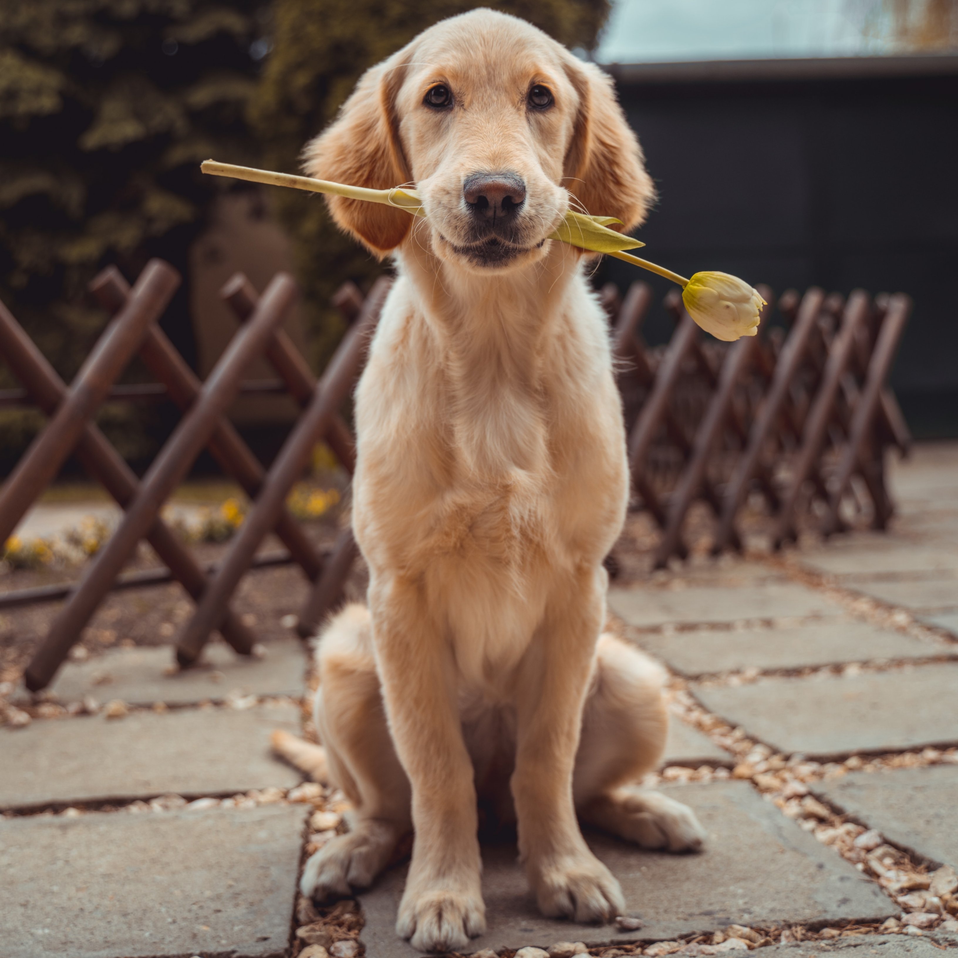 Cómo los perros pueden ayudar a encontrar un tratamiento para el tumor cerebral