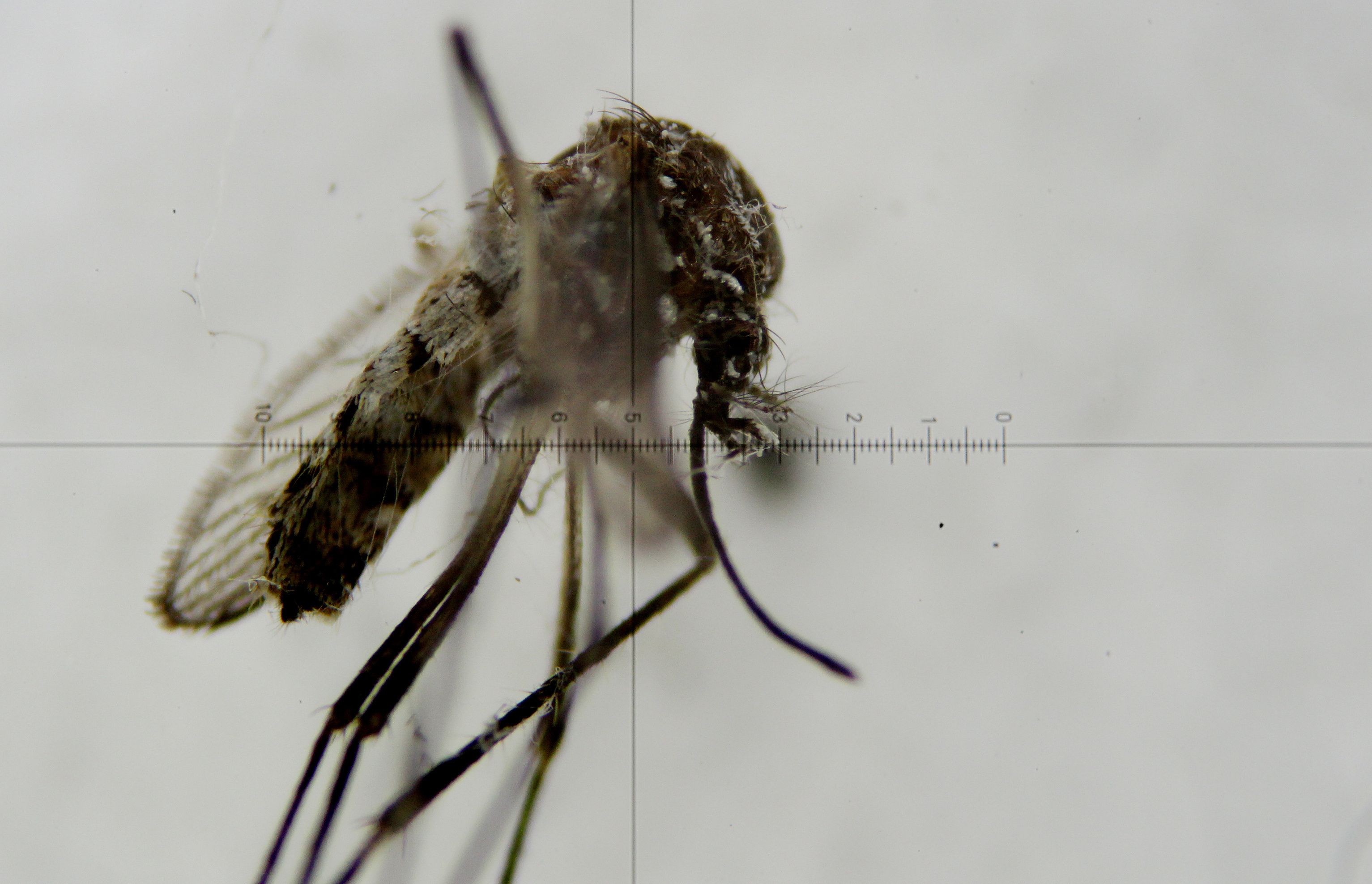 La infecció per Zika a Catalunya: "Poc probable, no impossible"