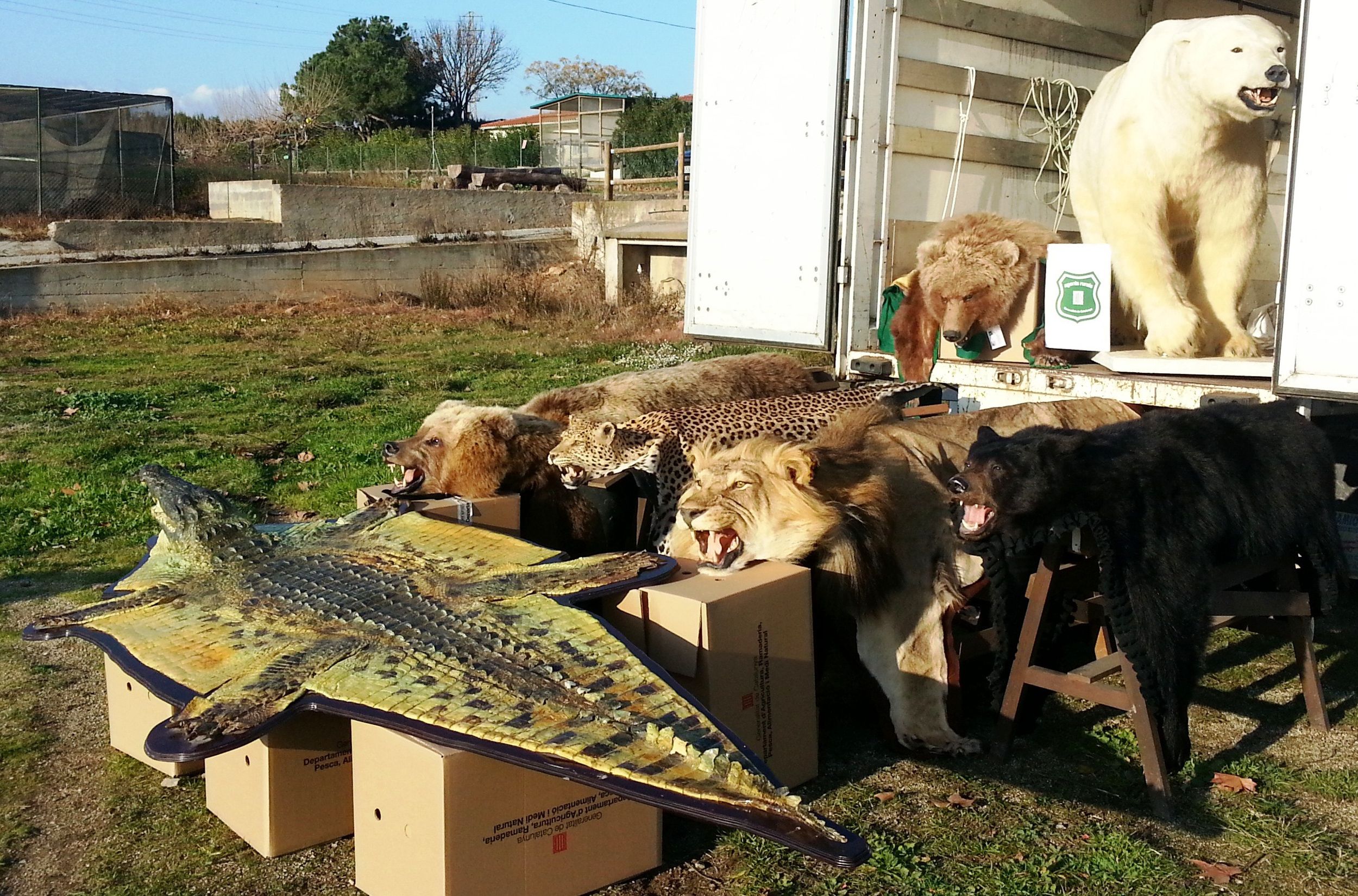 Intervienen siete animales protegidos disecados que se vendían por Internet