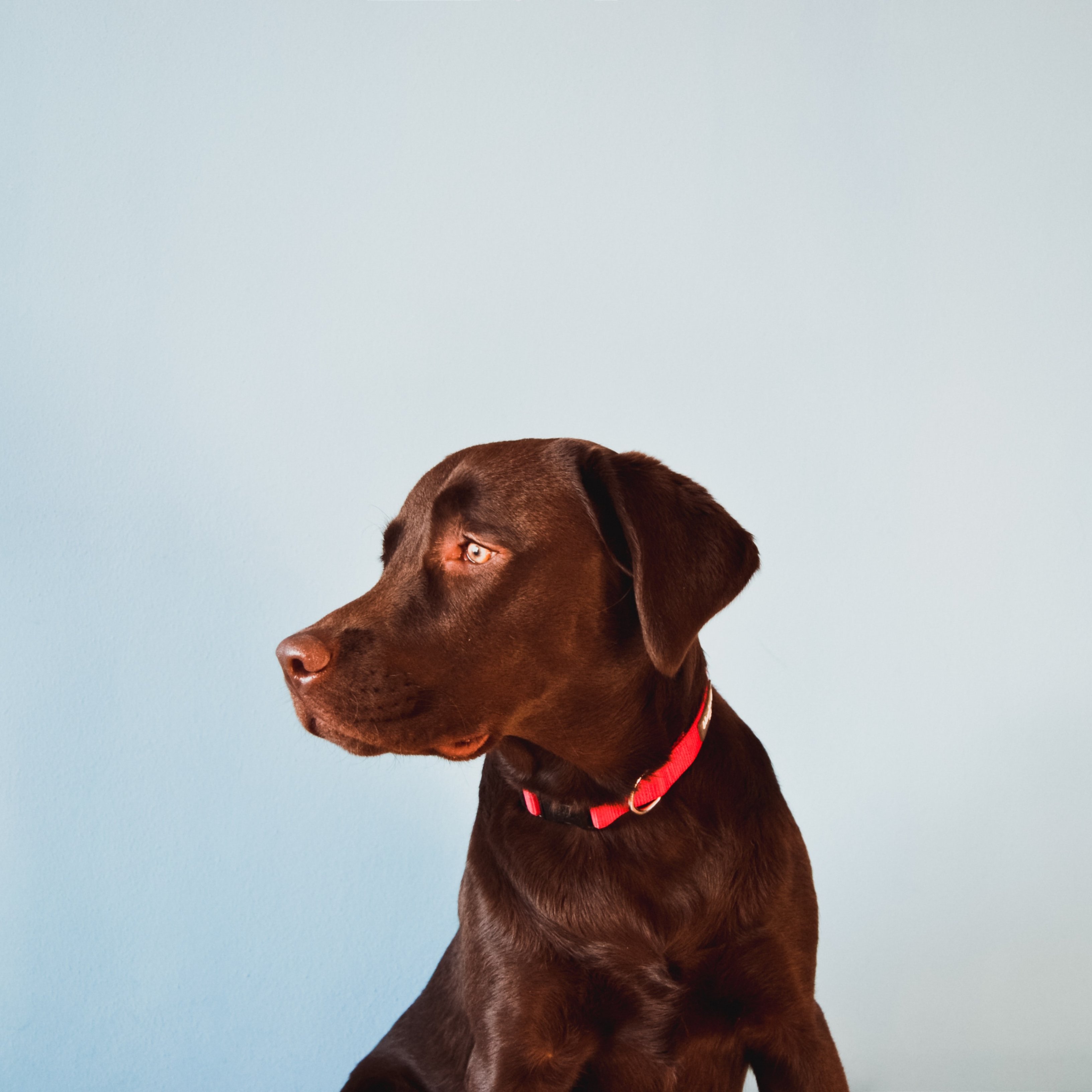 Así puede mejorar tu salud si tienes un perro en casa