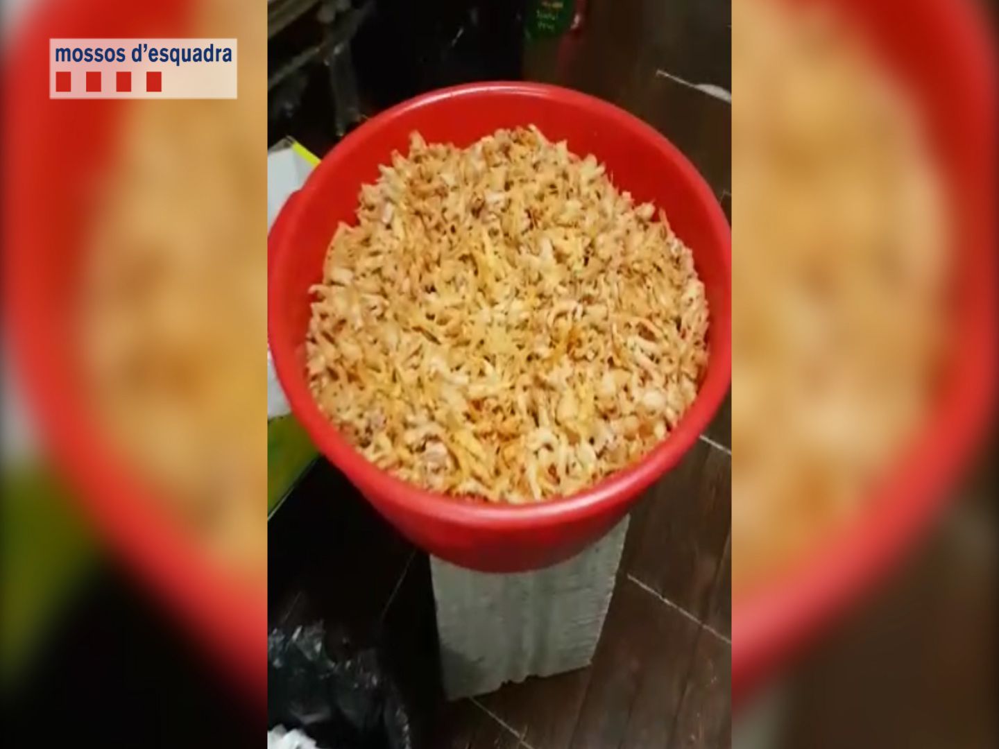 Detingut un matrimoni que elaborava menjar xinès en condicions insalubres