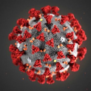 coronavirus coronavirus