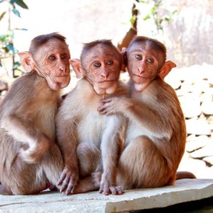 macacos monos coronavirus - pixnio