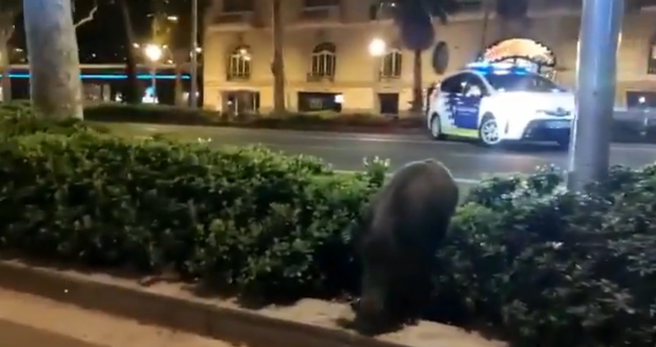 VÍDEO | Jabalíes en el centro de Barcelona desde el coronavirus