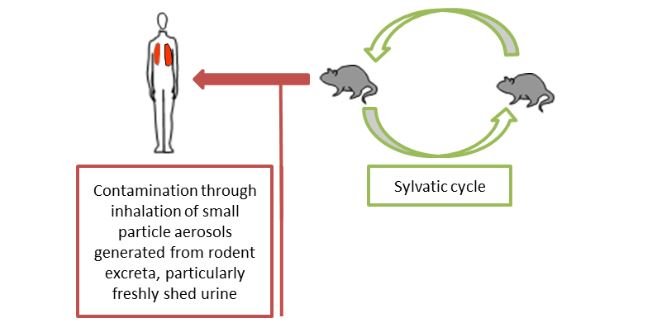 hantavirus