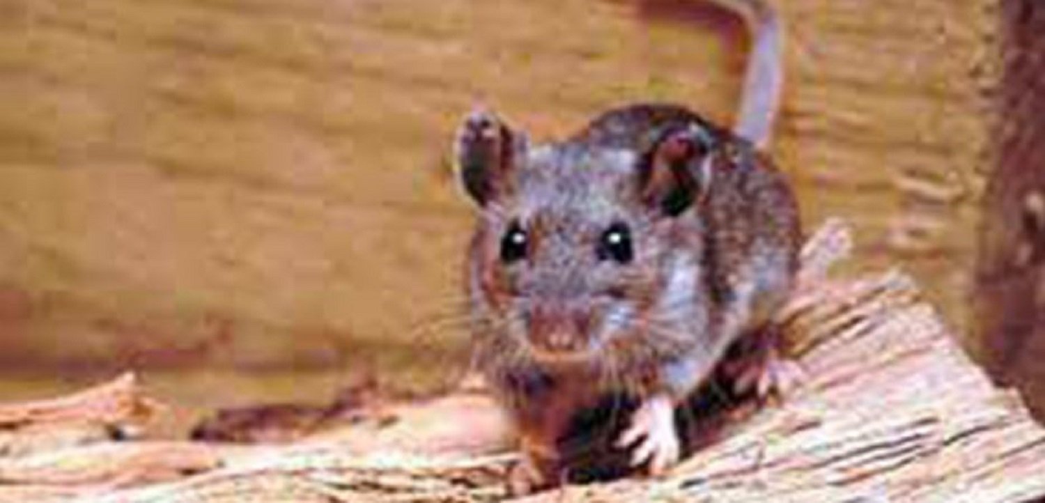 Et preocupa l'hantavirus?