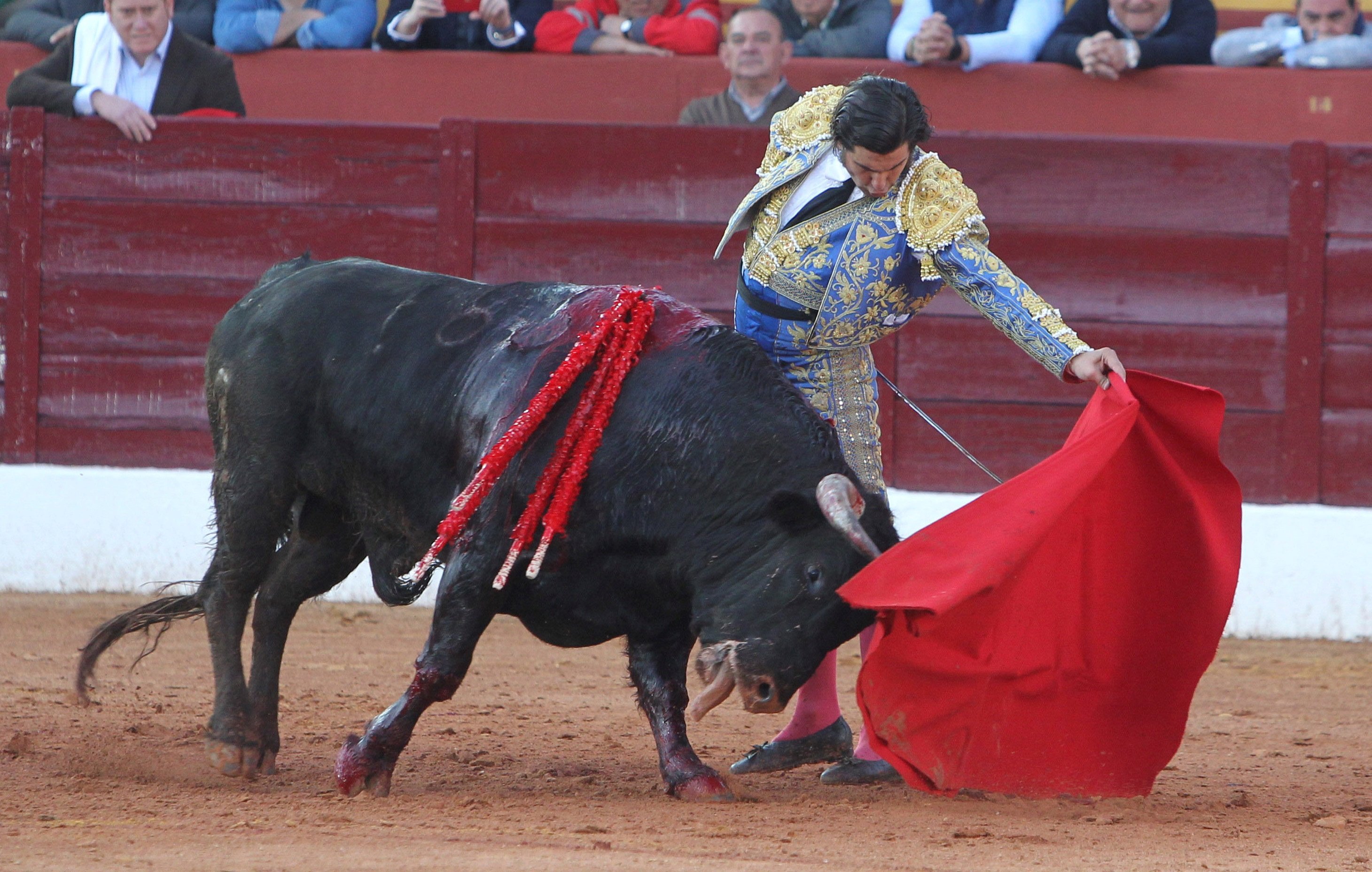 El Gobierno estudiará ayudar al sector del toro por el coronavirus