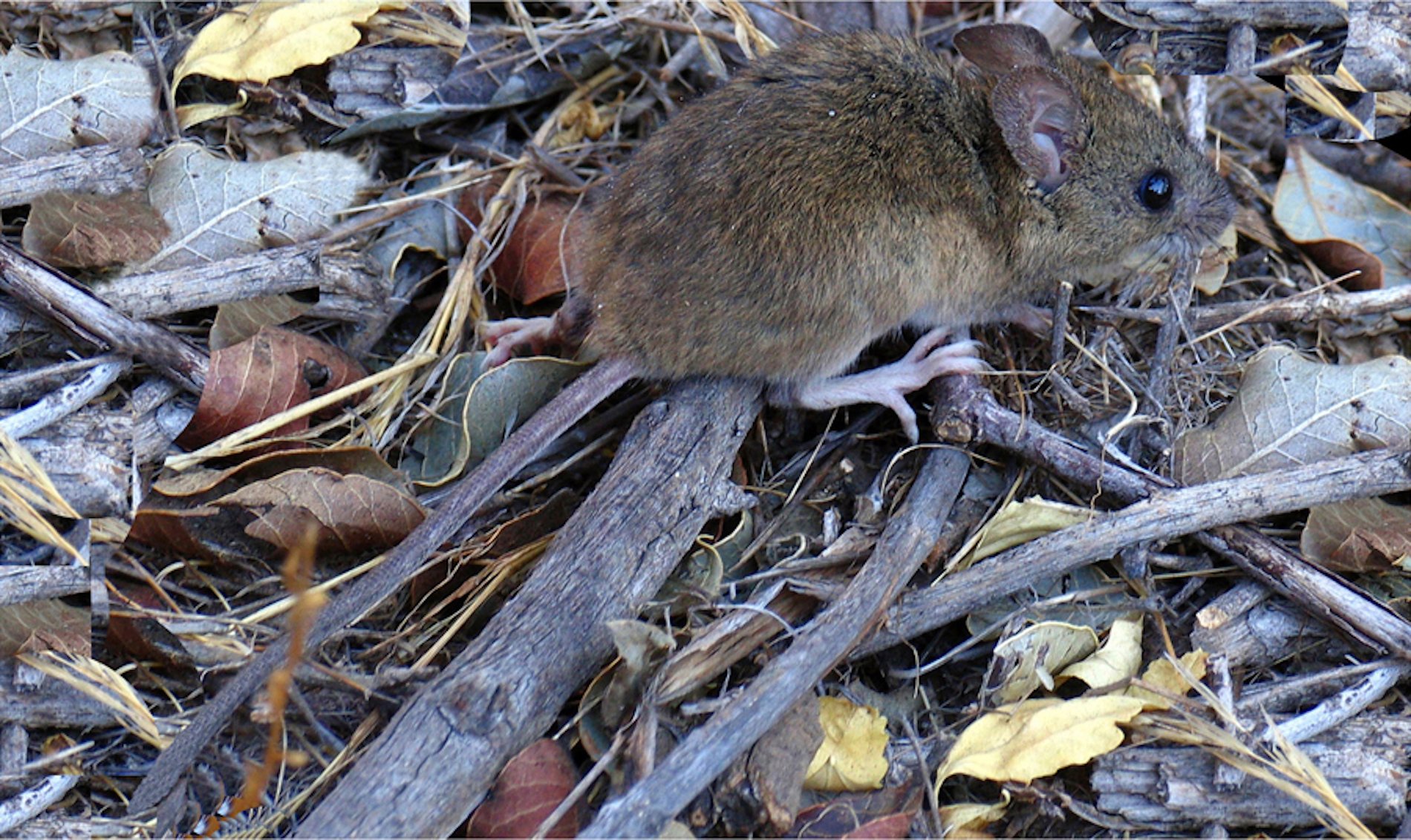 Quina espècie de rata és la major portadora d'hantavirus?