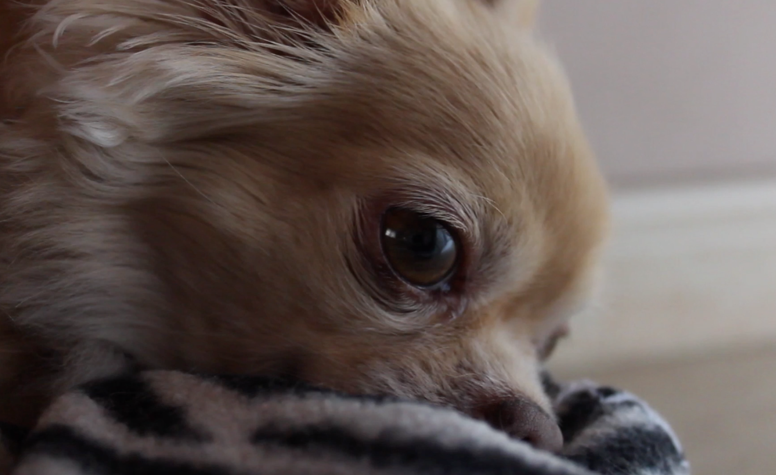 VÍDEO | Com cuidar el teu gos durant el confinament pel coronavirus?