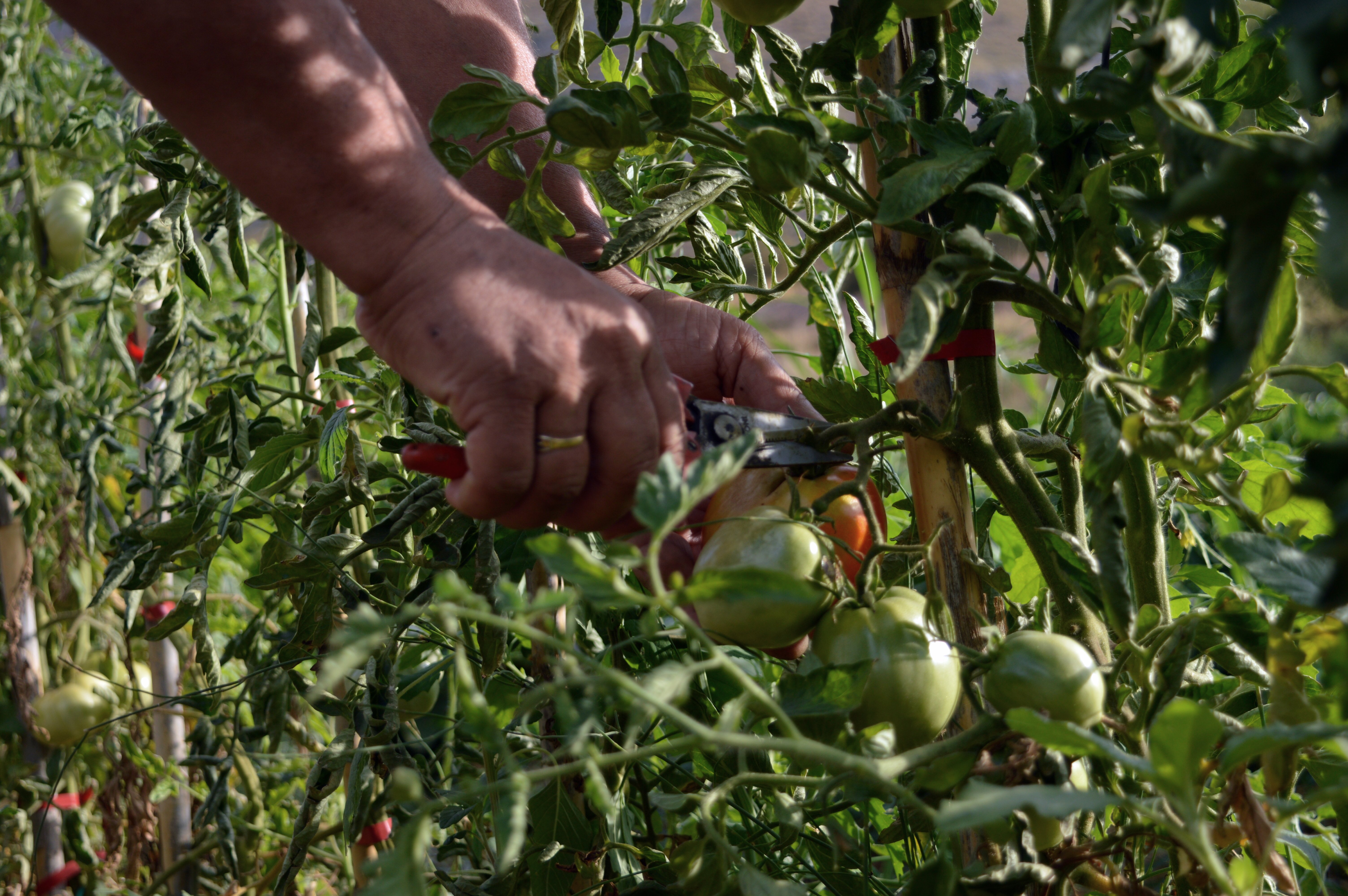 Unió de Pagesos pide dar apoyo a los fruticultors de Lleida