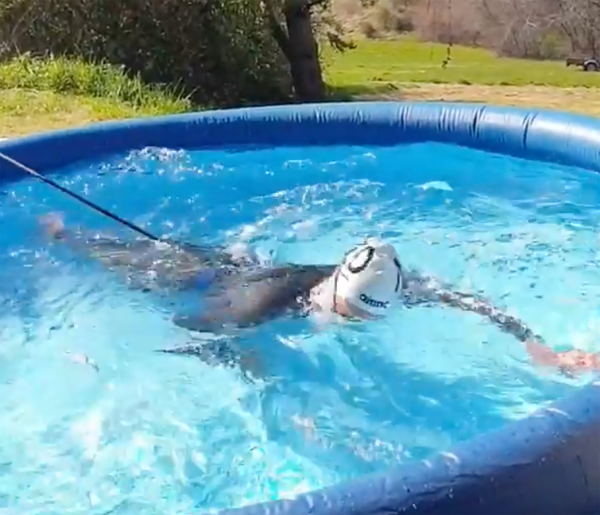 Coronavirus | Una nedadora olímpica, obligada a entrenar en una piscina inflable