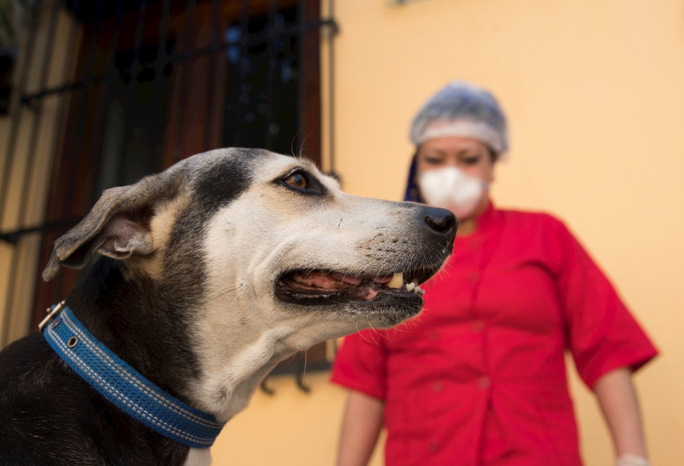 Las personas podrían transmitir el coronavirus a perros, gatos y hurones