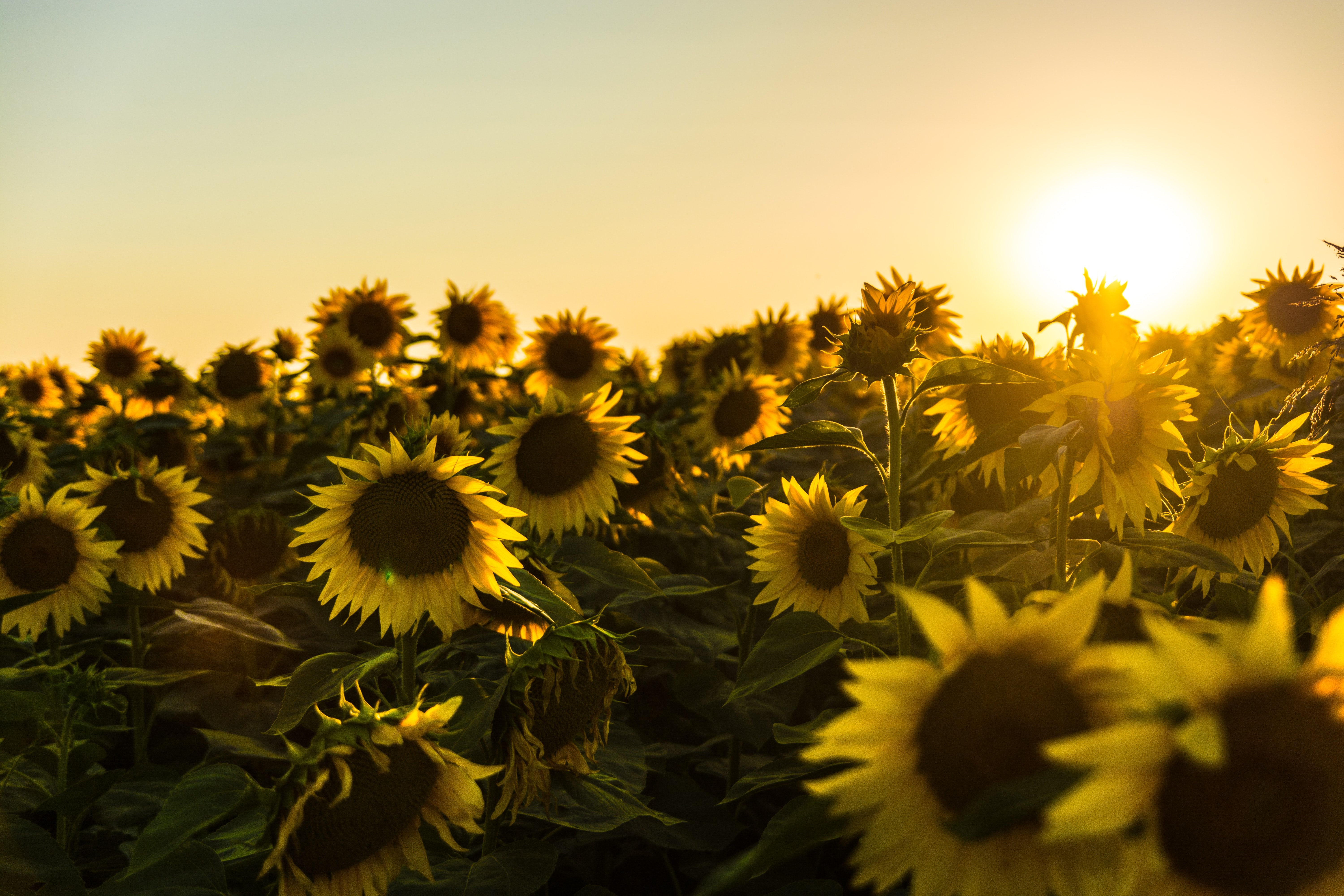 Sol girasol