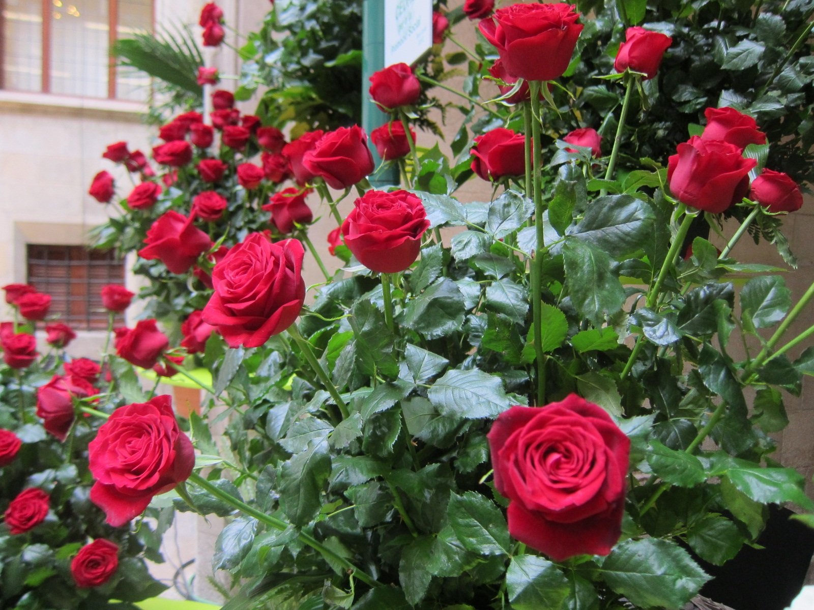 El Gremi de Floristes enviará rosas a domicilio en Sant Jordi