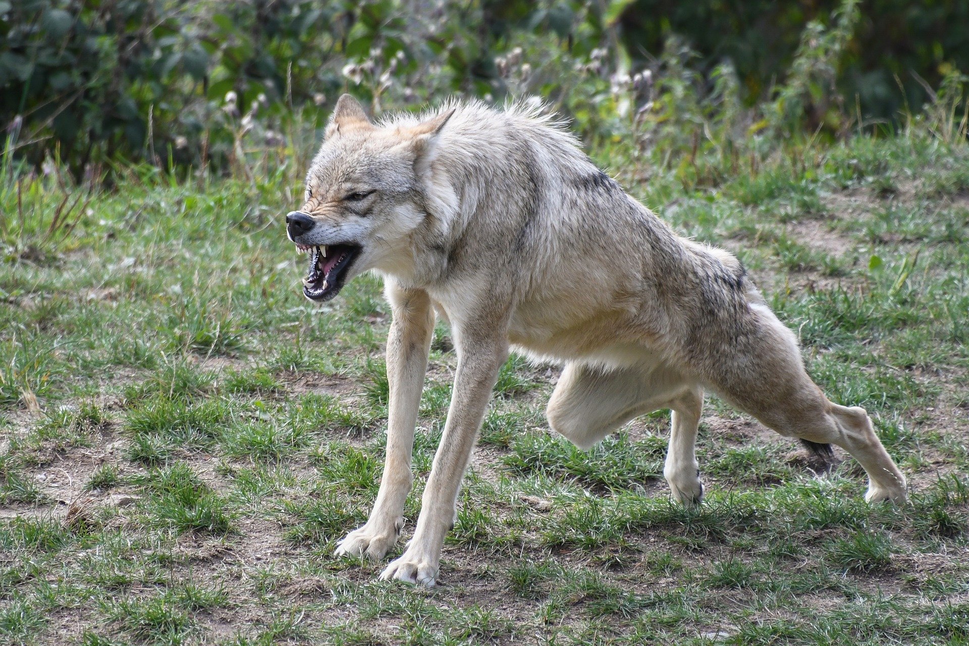 Portadas que alertan de que viene el lobo