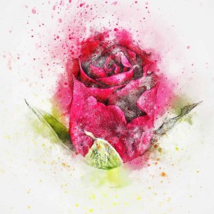 Com dibuixar una rosa pas a pas