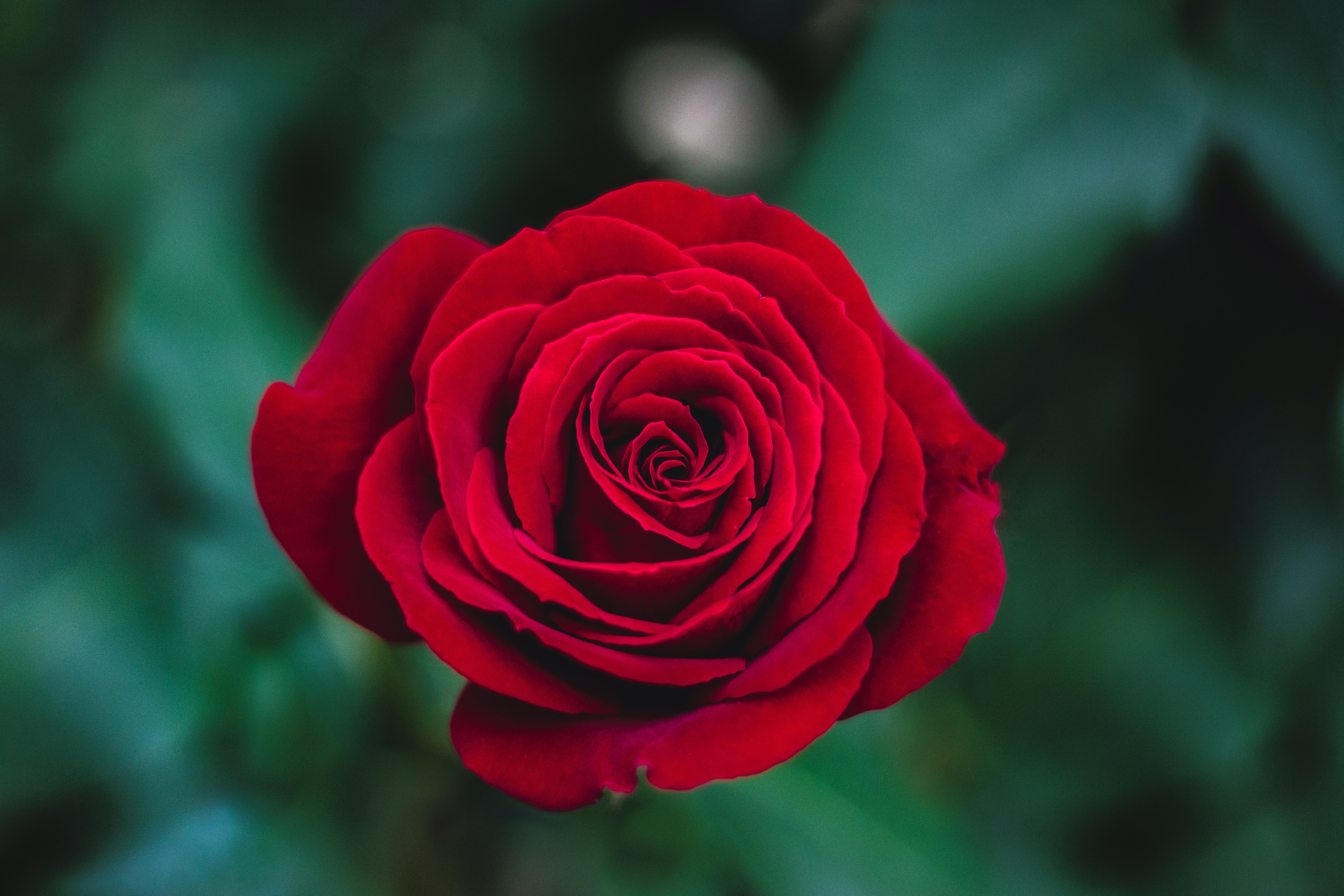 On puc comprar roses de Sant Jordi online?