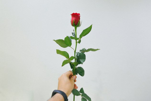 roses unsplash