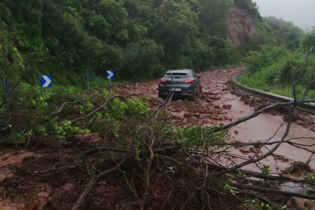 arbre caigut pluja - elnacional