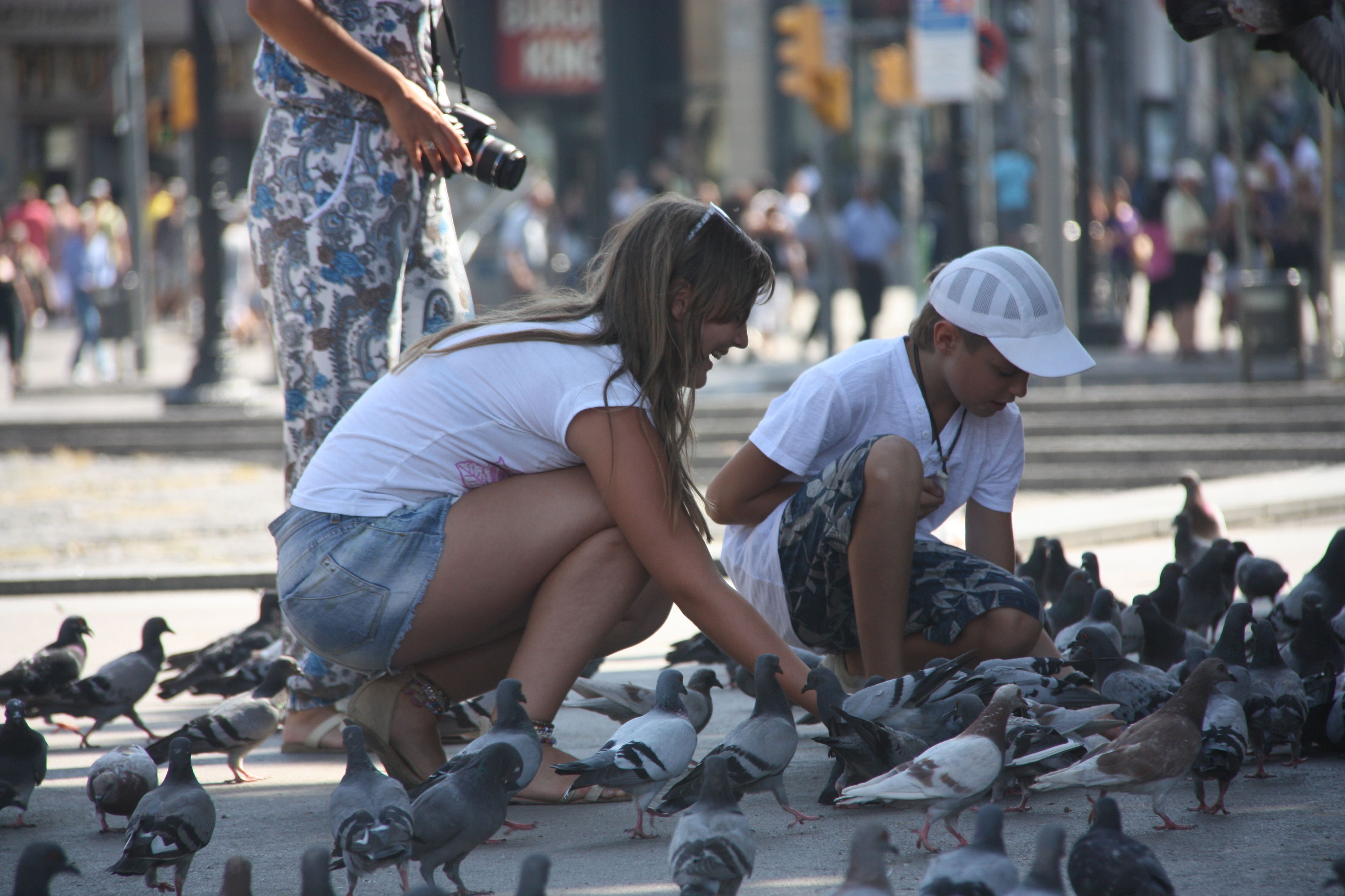 Barcelona dará pienso anticonceptivo a palomas para reducir la población a la mitad