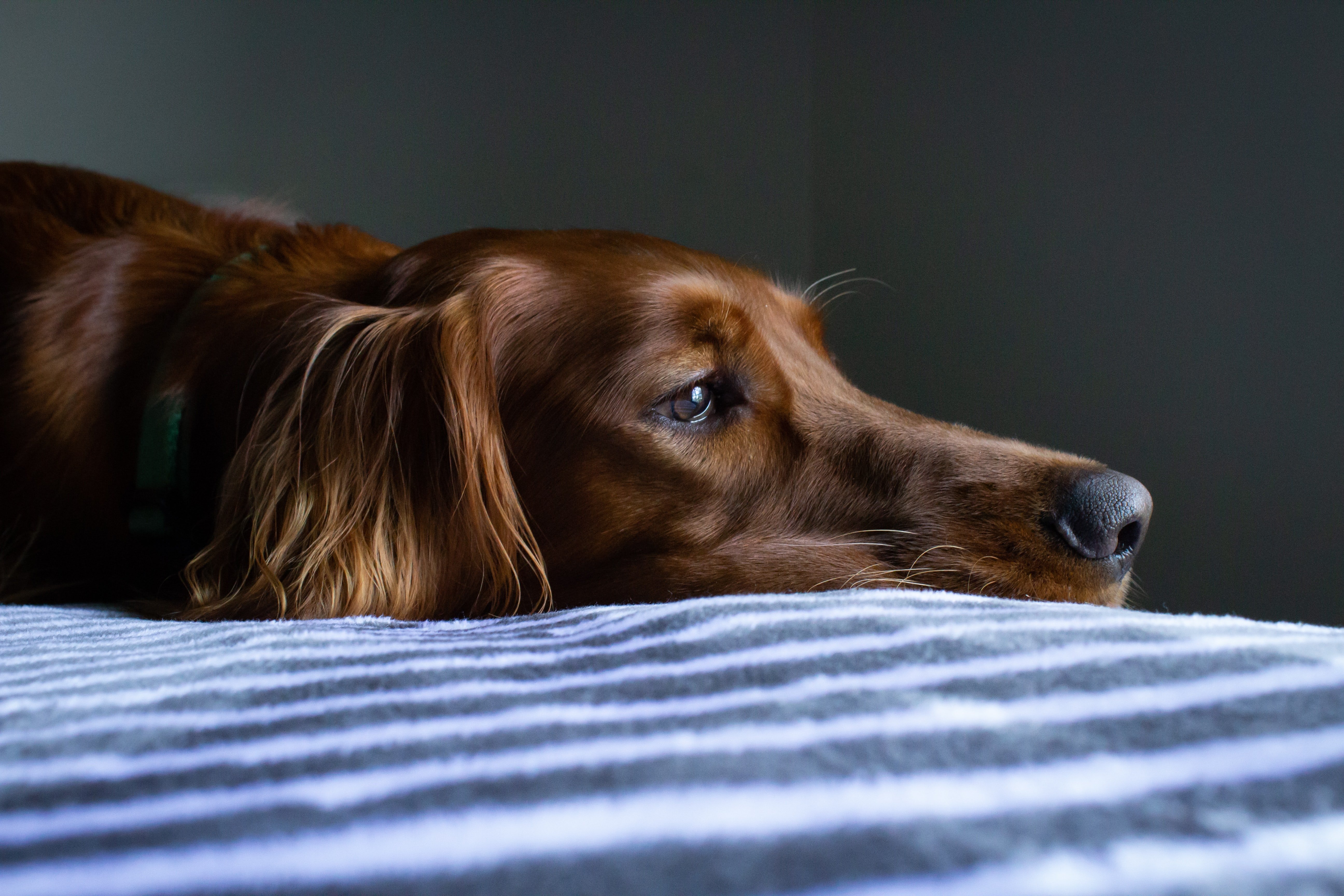 Perro descansando