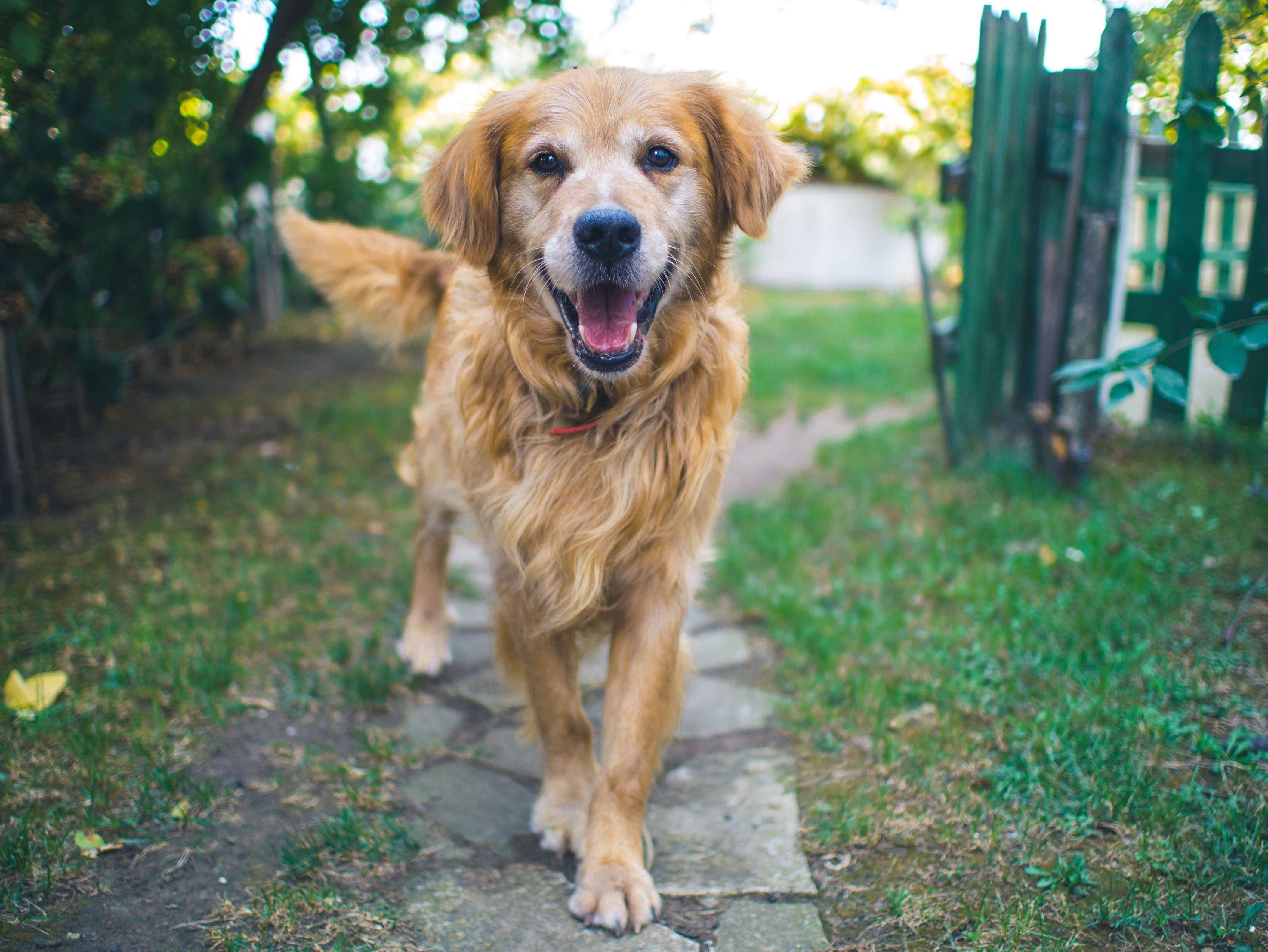 Perro marrón
