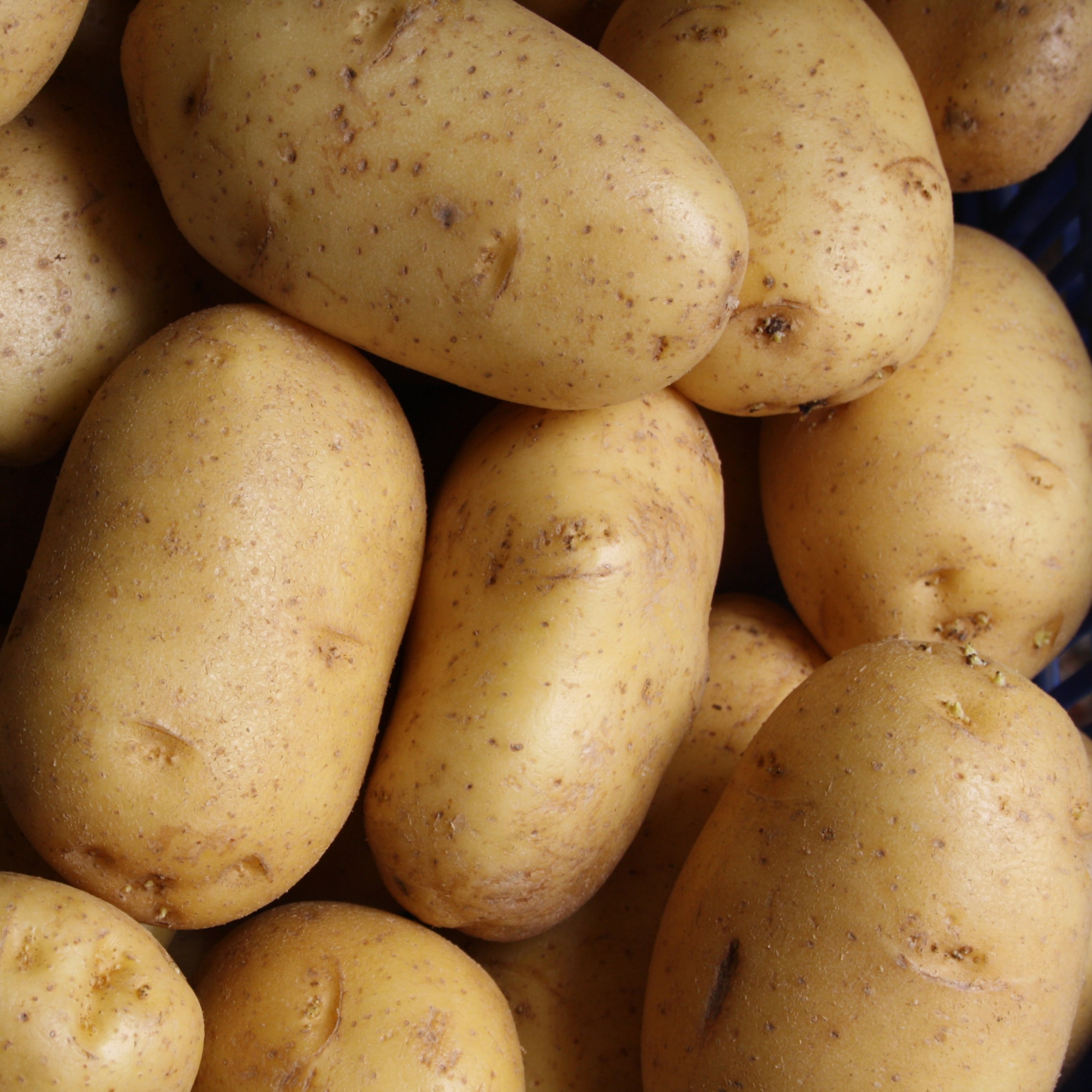 Troben en les patates proteïnes de qualitat per als músculs