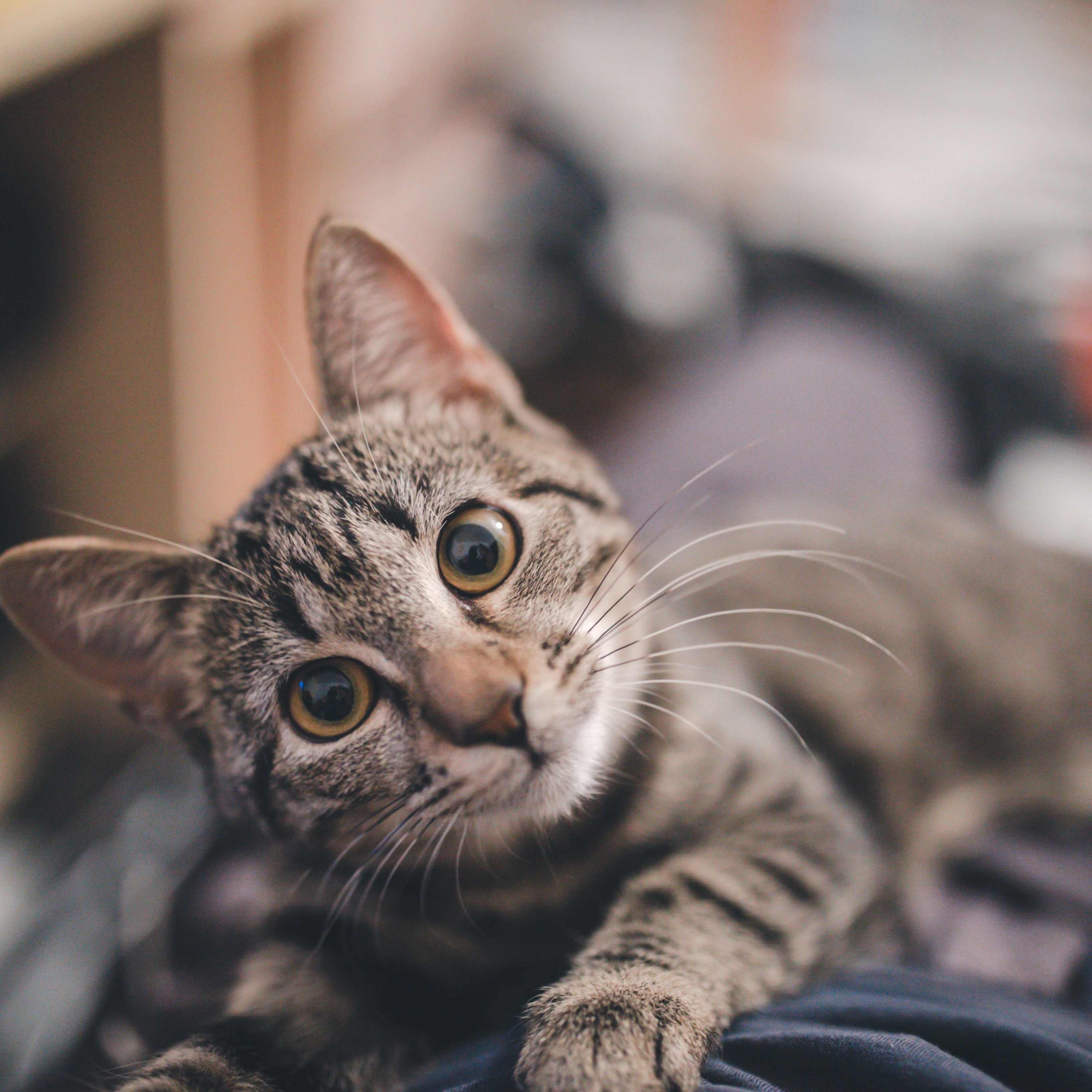 ¿Hay que preocuparse por la transmisión del coronavirus a las mascotas?