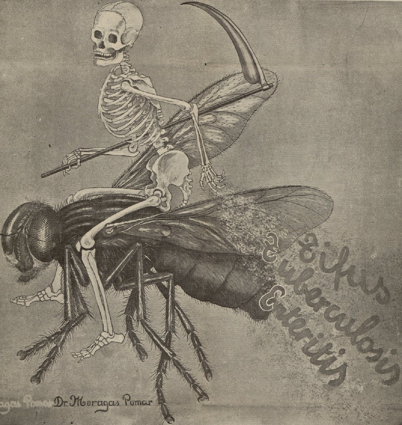 Representació de la mort cavalcant damunt d'un mosquit (circa 1900). Font Arxiu Històric de l'Ajuntament de Barcelona
