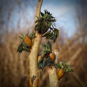 gelada primavera acn