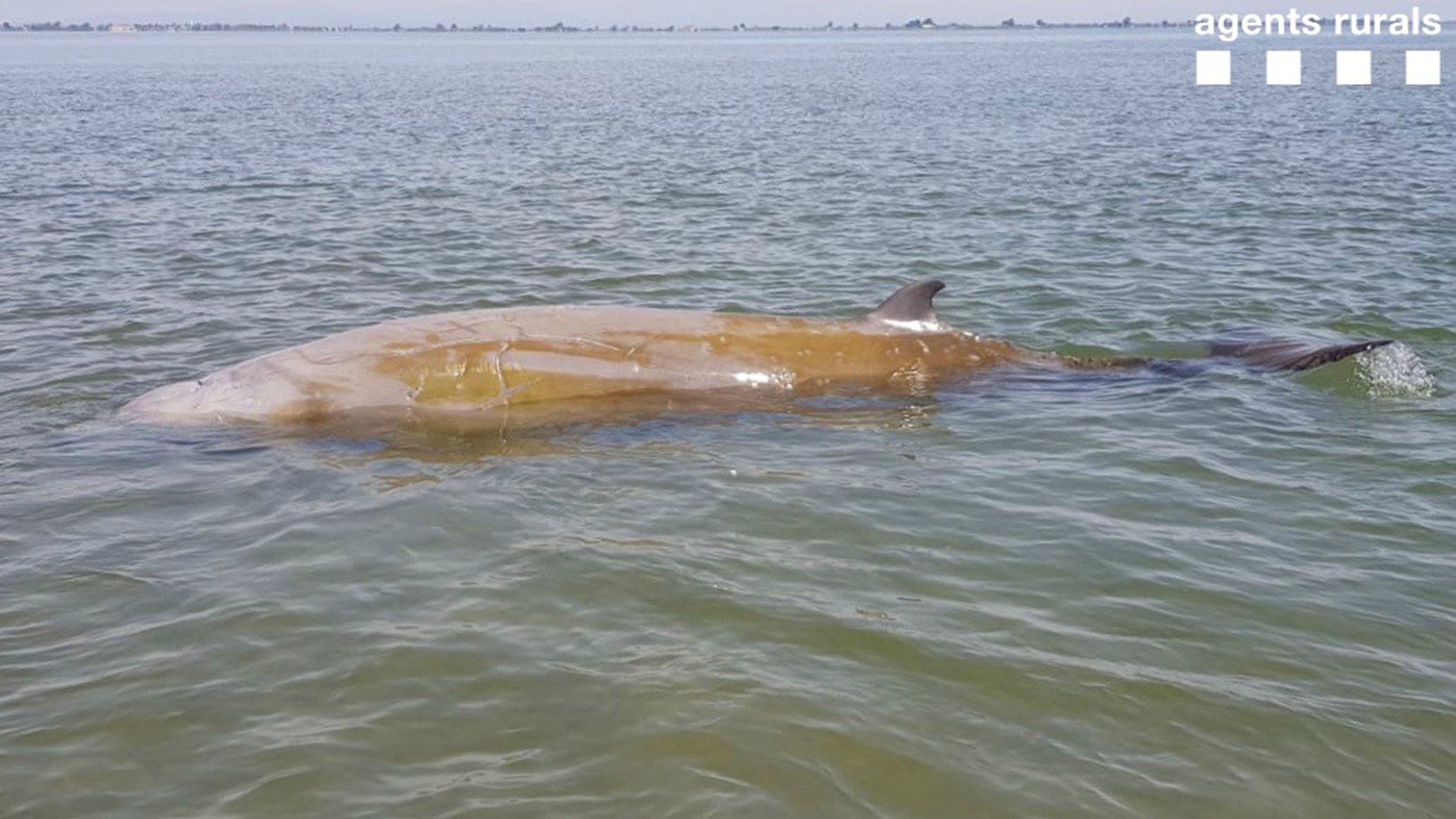 Alliberada en aigües profundes una balena de 5 metres varada al delta de l'Ebre