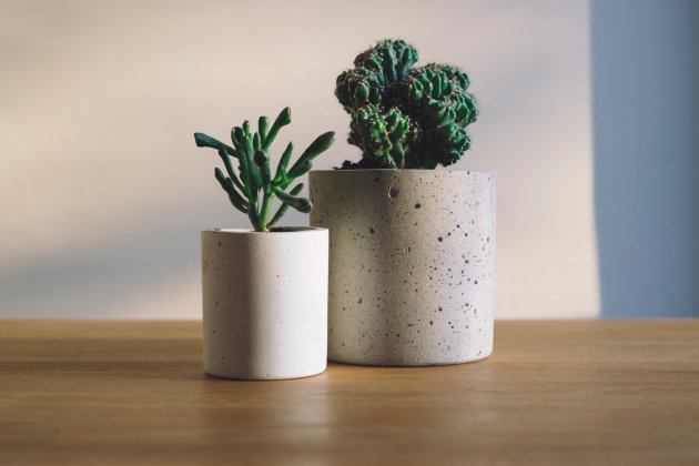 plantes unsplash