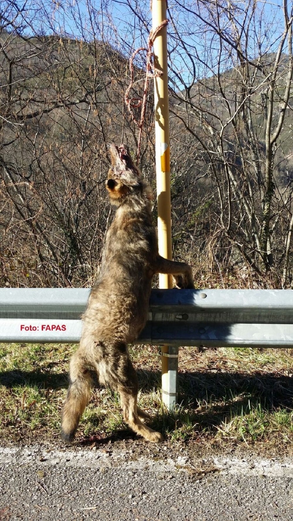 Denuncian la aparición de un lobo muerto colgado en una señal de tráfico en Asturias