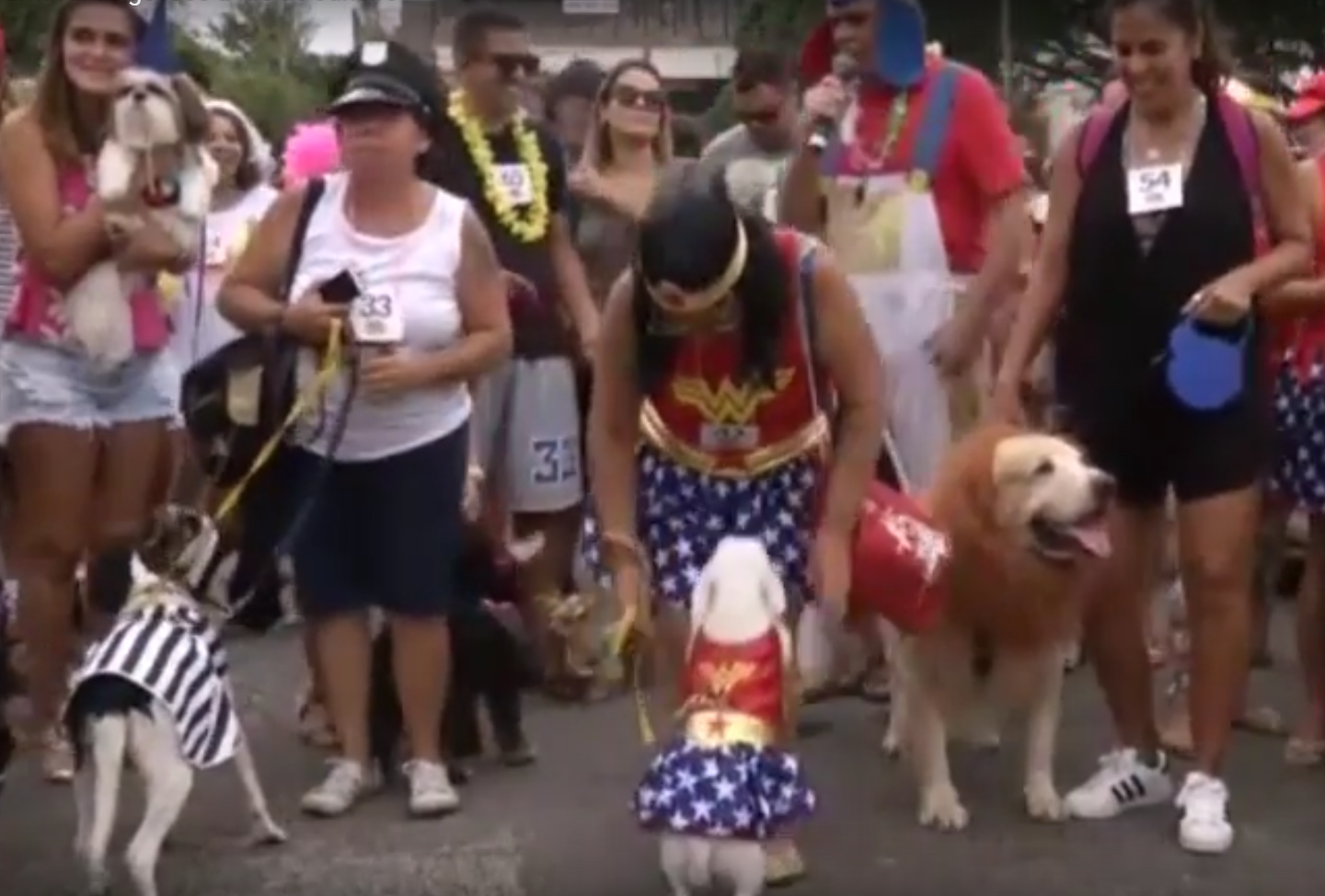 Els gossos desfilen al Carnaval de Rio de Janeiro