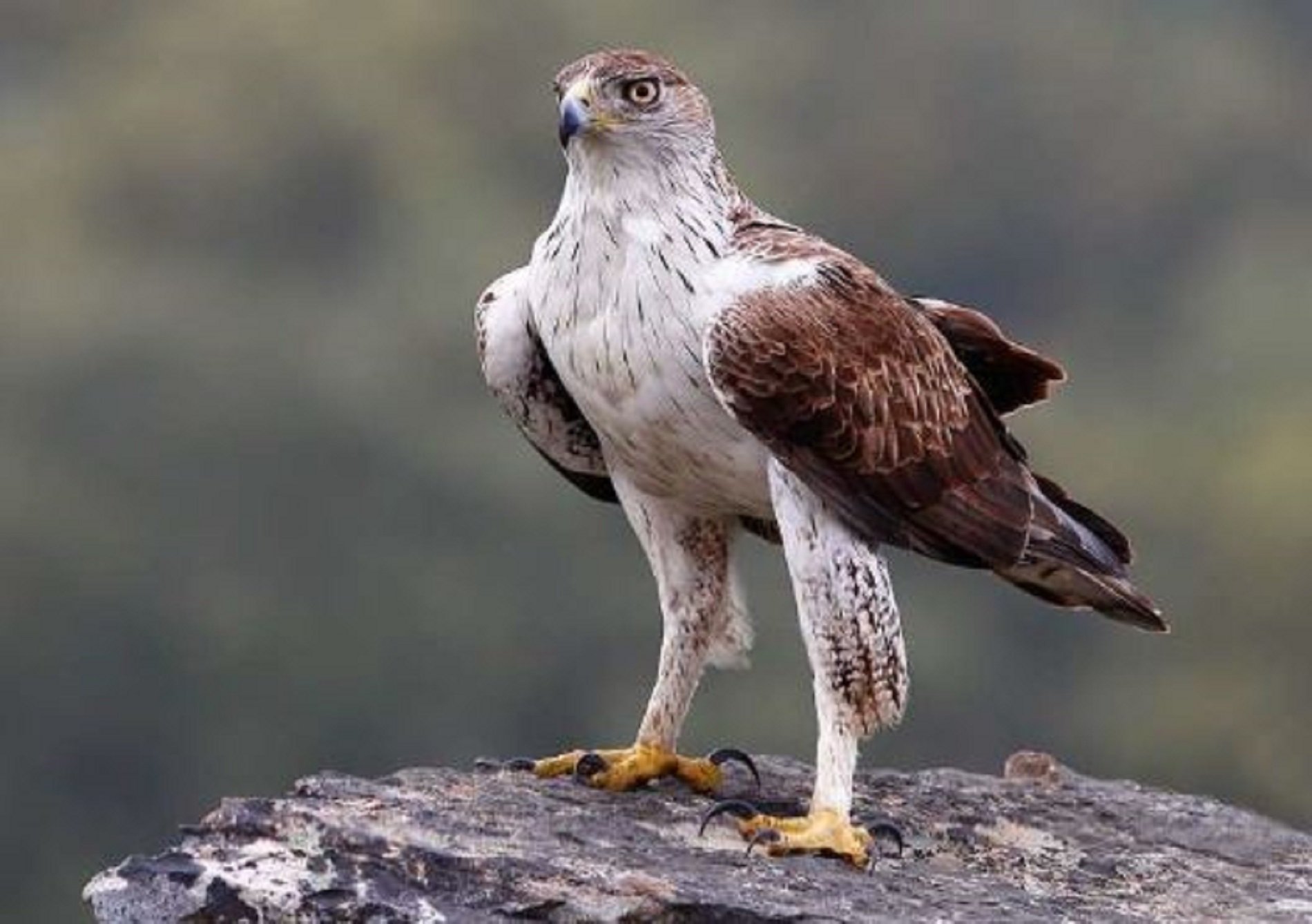 Foto àguila cuabarrada 