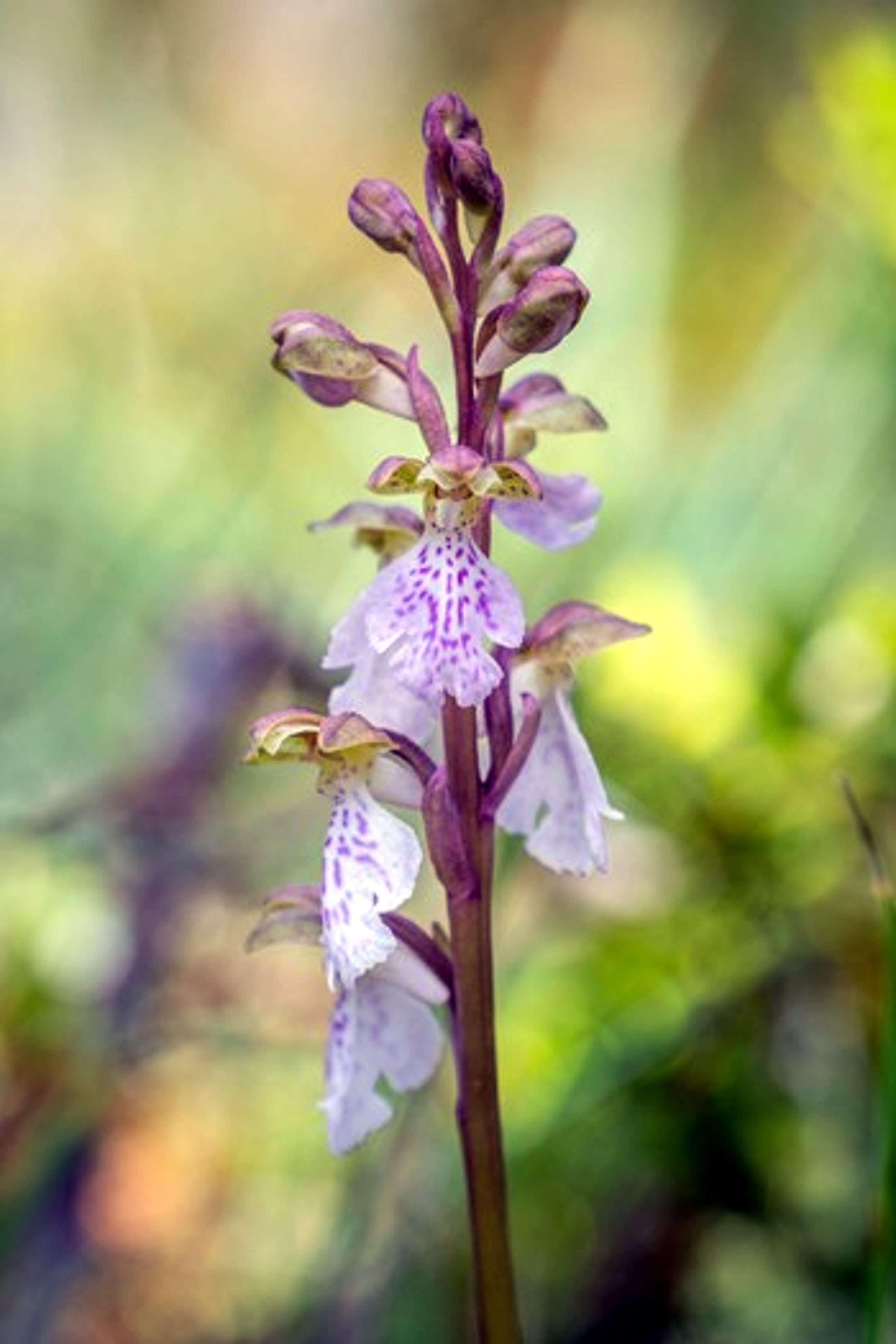 Retroben una orquídia en perill d'extinció que feia 60 anys que no s'observava