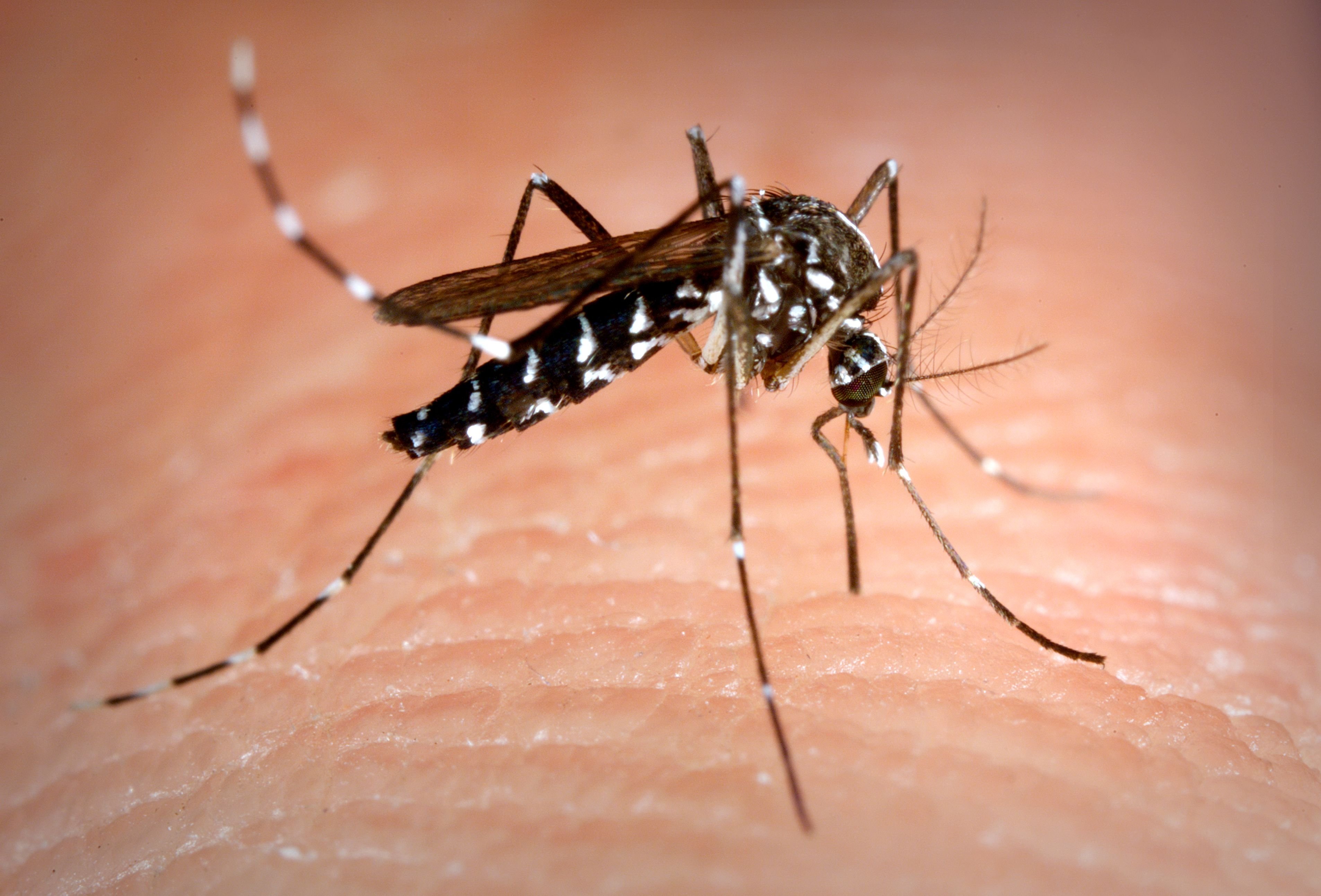 Mosquitos tigre: donde crían y cómo acabar con ellos