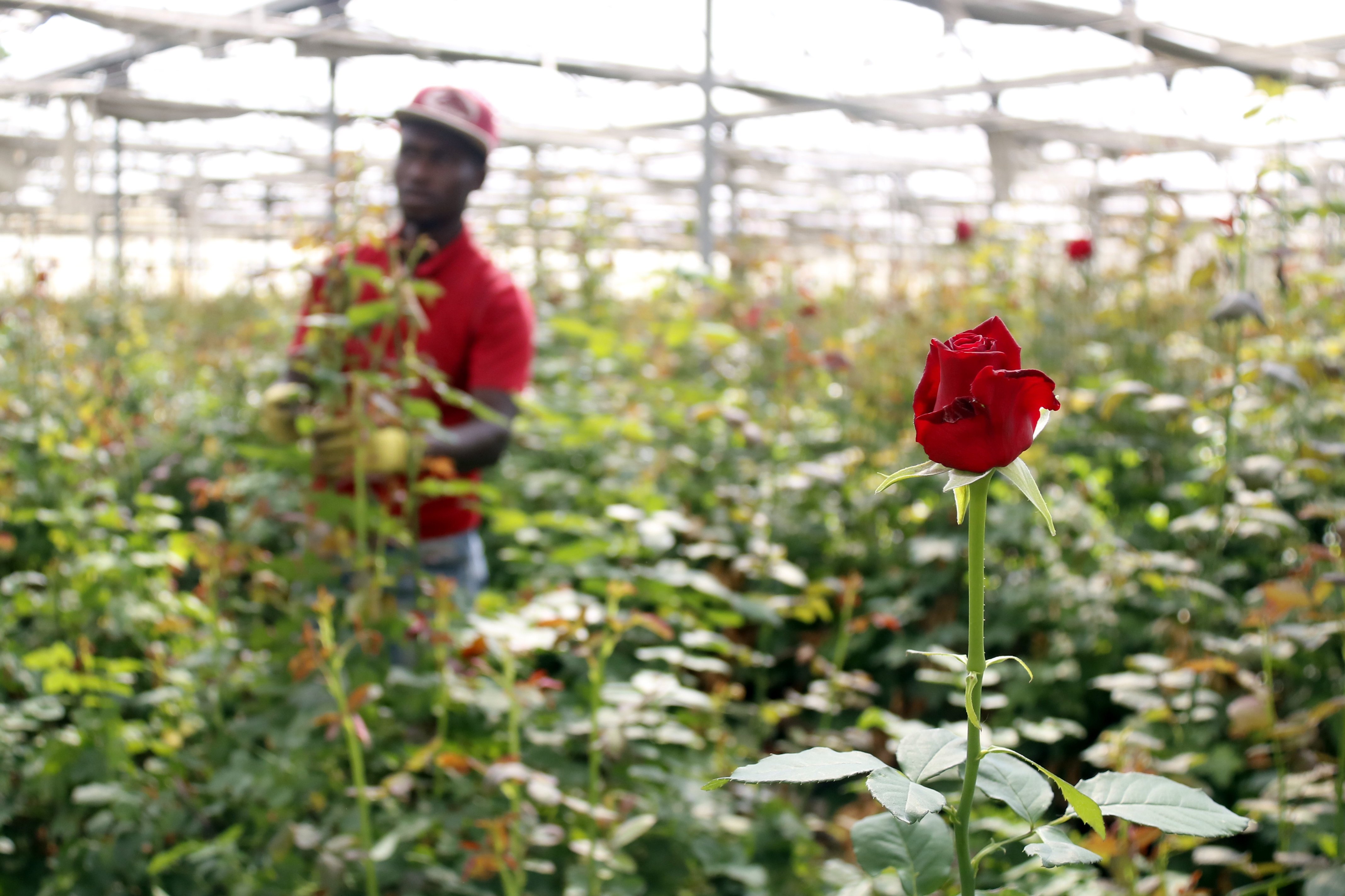 El Sant Jordi d'estiu mobilitzarà uns 2 milions de roses, el 30% de l'habitual