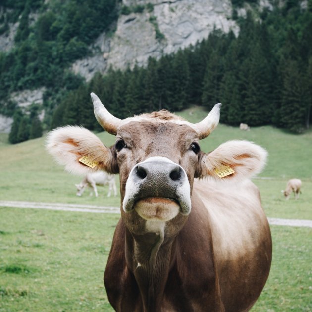 Vaca Unsplash