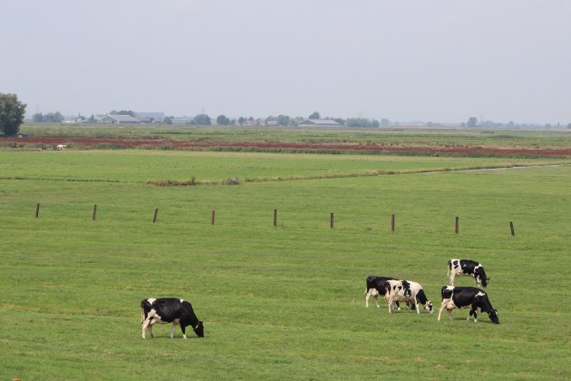 Prado vacas