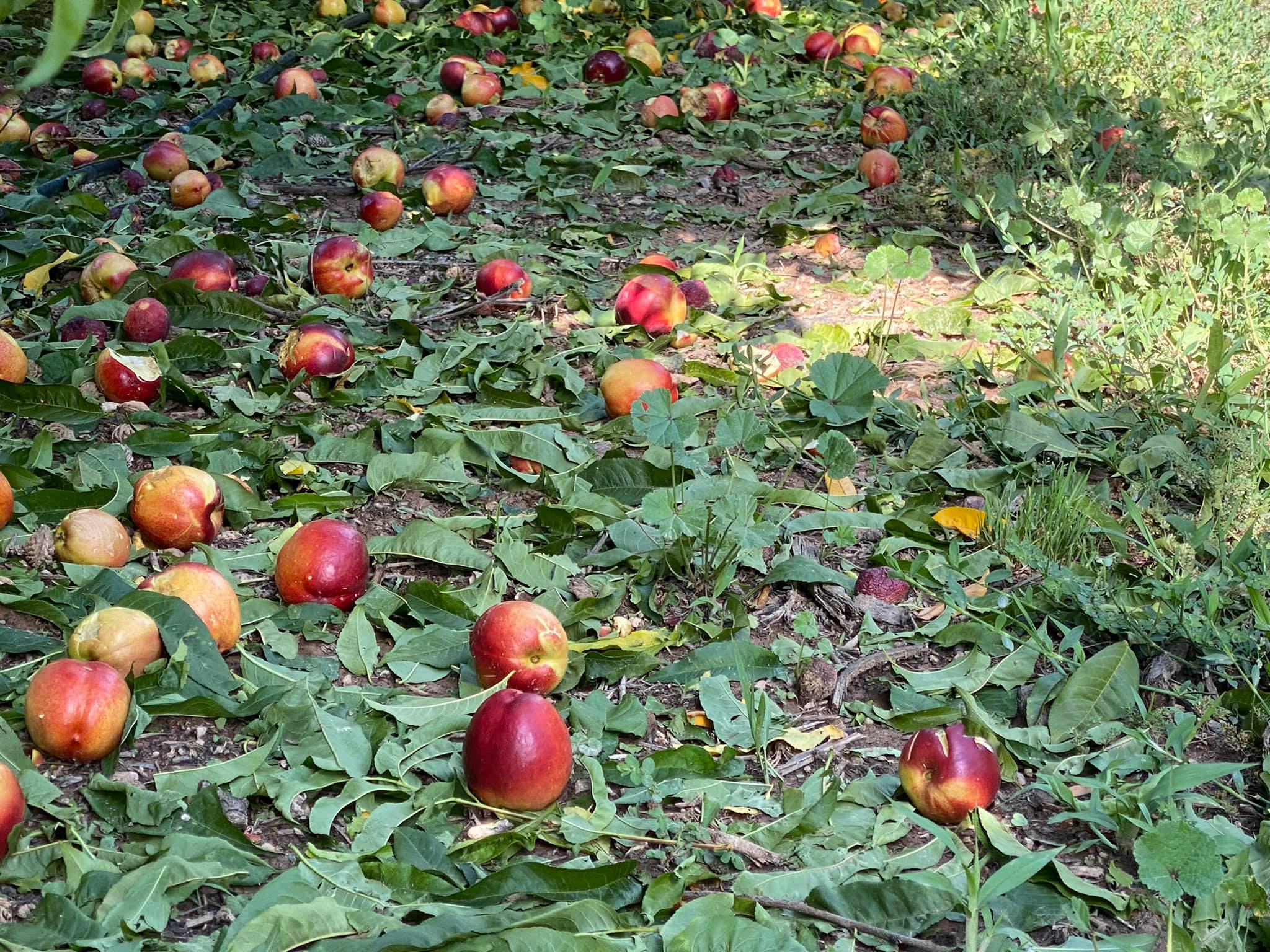 Fruita destorssada