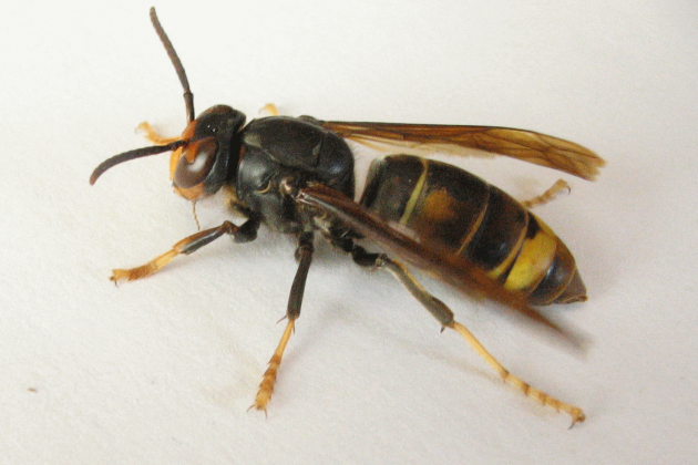 Vespa velutina