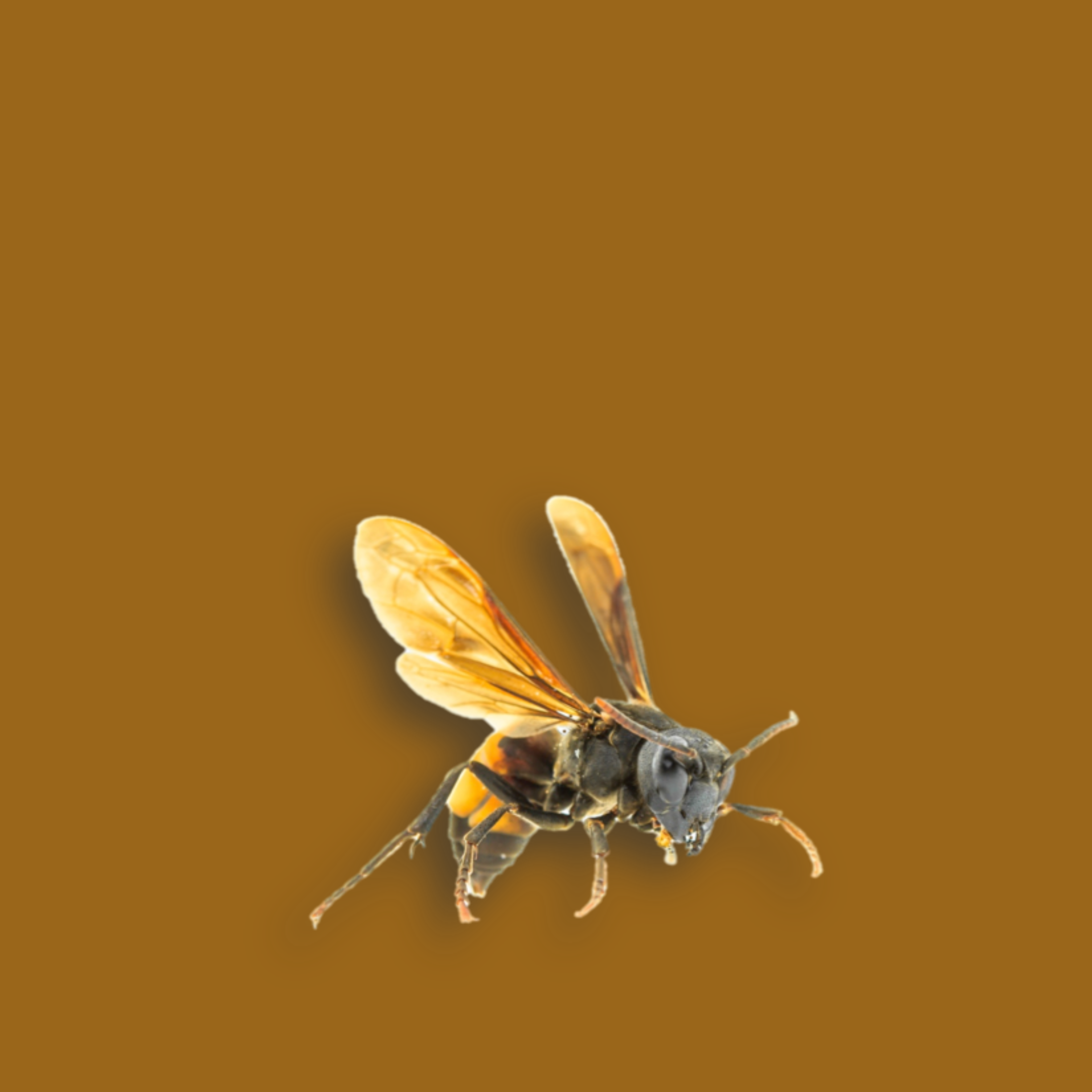 Un any més, compte amb la picada de la vespa asiàtica
