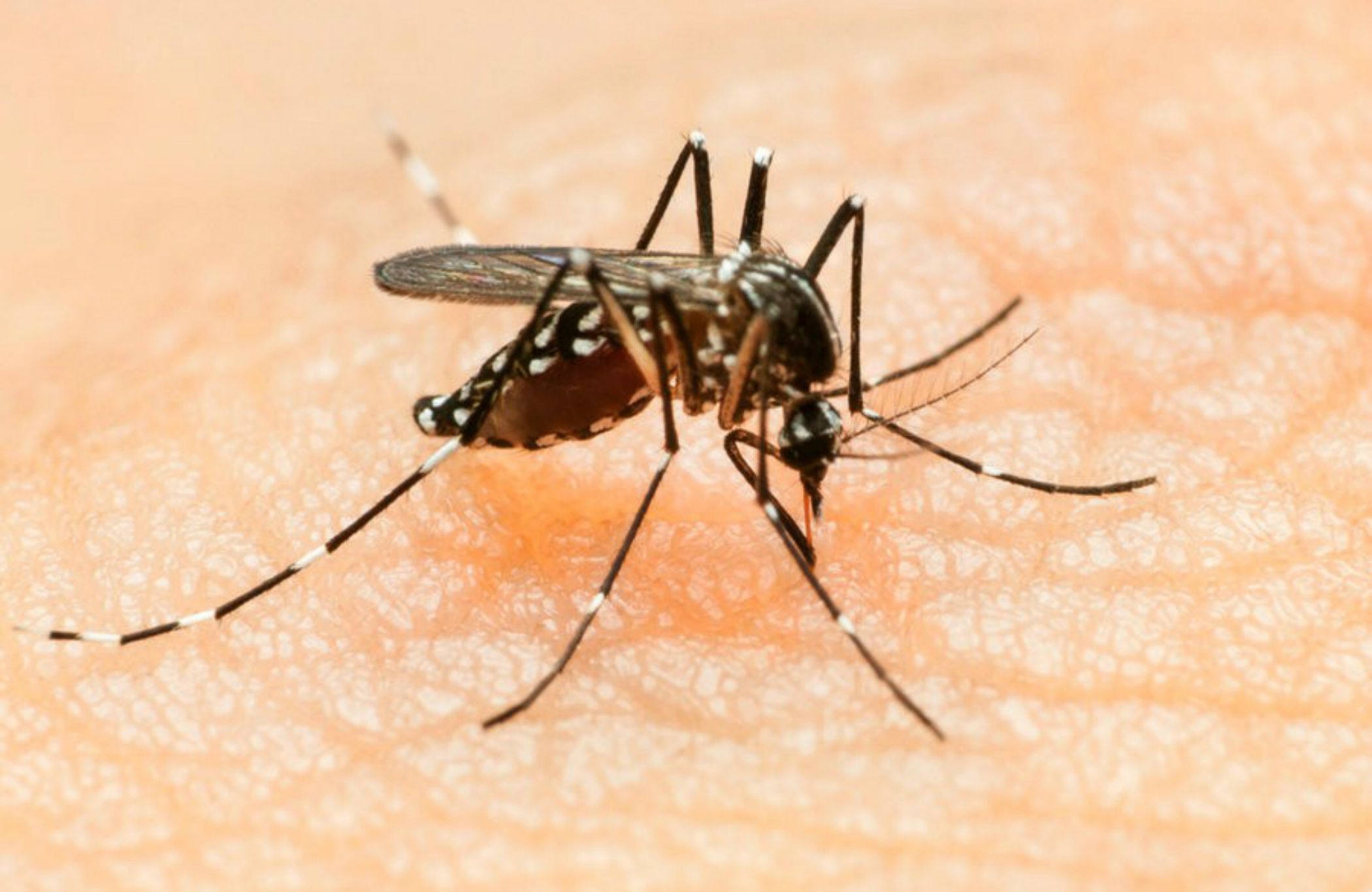 La epidemia del Zika deja de ser una emergencia internacional