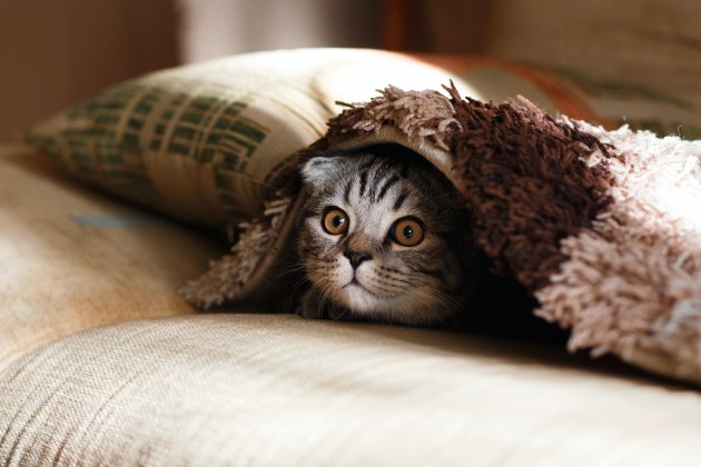 Gato bajo una manta