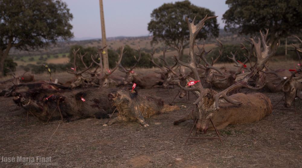 Cervols muertos